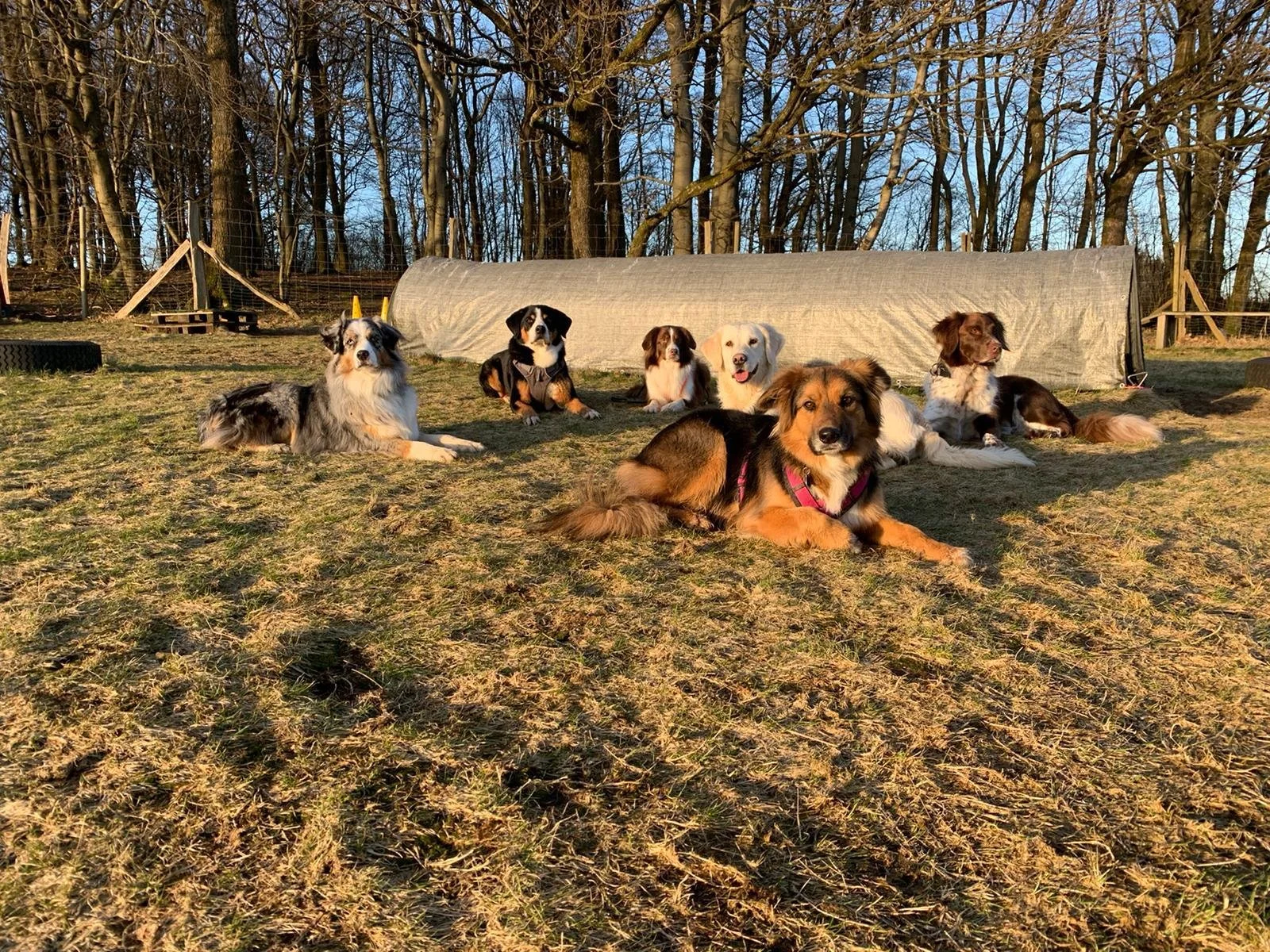 Mehrere Hunde liegen und sitzen auf einer Wiesenfläche im Freien, im Hintergrund ein Tunnel und Bäume, bei Sonnenuntergang.