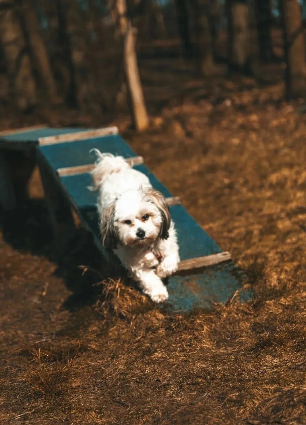 Hündchen läuft auf einer kleinen Rutsche im Freien während der Dämmerung im Wald.