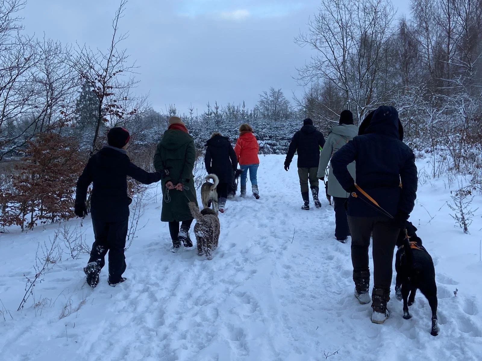 Menschen wandern im Schnee mit Hunden durch einen winterlichen Forst, bedeckt mit Schnee und umgeben von Bäumen.