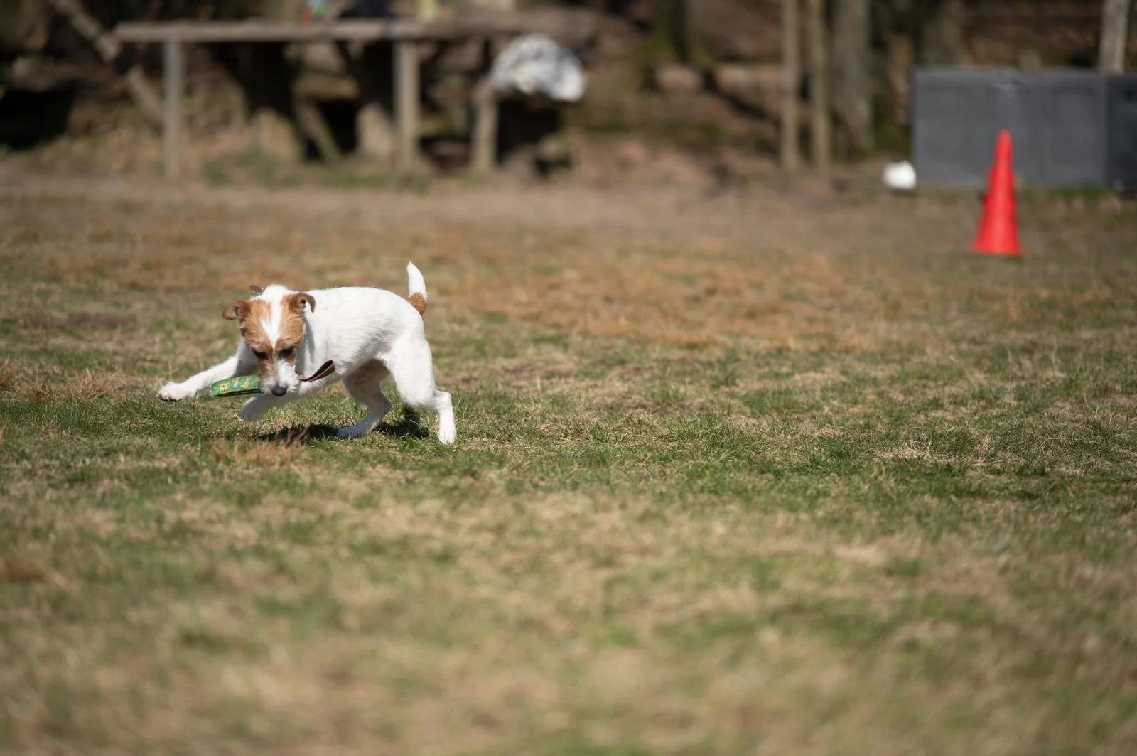 Ein kleiner weißer Hund mit braunen Flecken spielt auf einer Wiese mit einem Spielzeug.