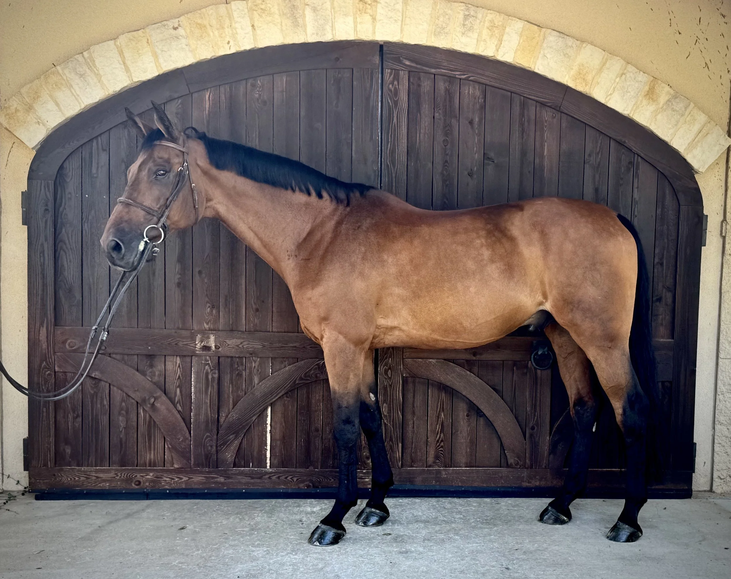 Hunter jumper horse available for sale at Petschenig Show Jumping in Pilot Point Texas