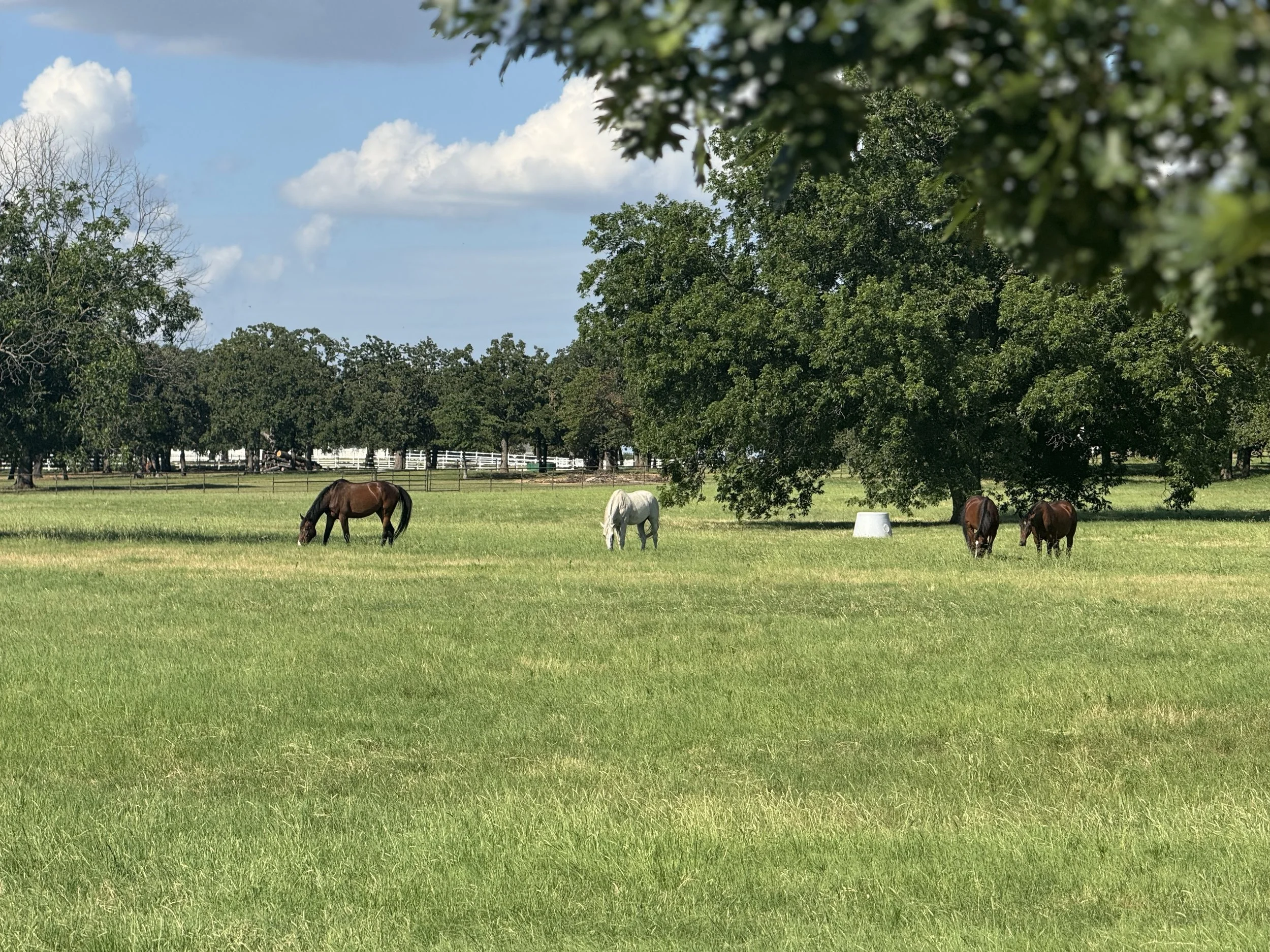 Retirement horse boarding pasture at Petschenig Show Jumping in Pilot Point Texas