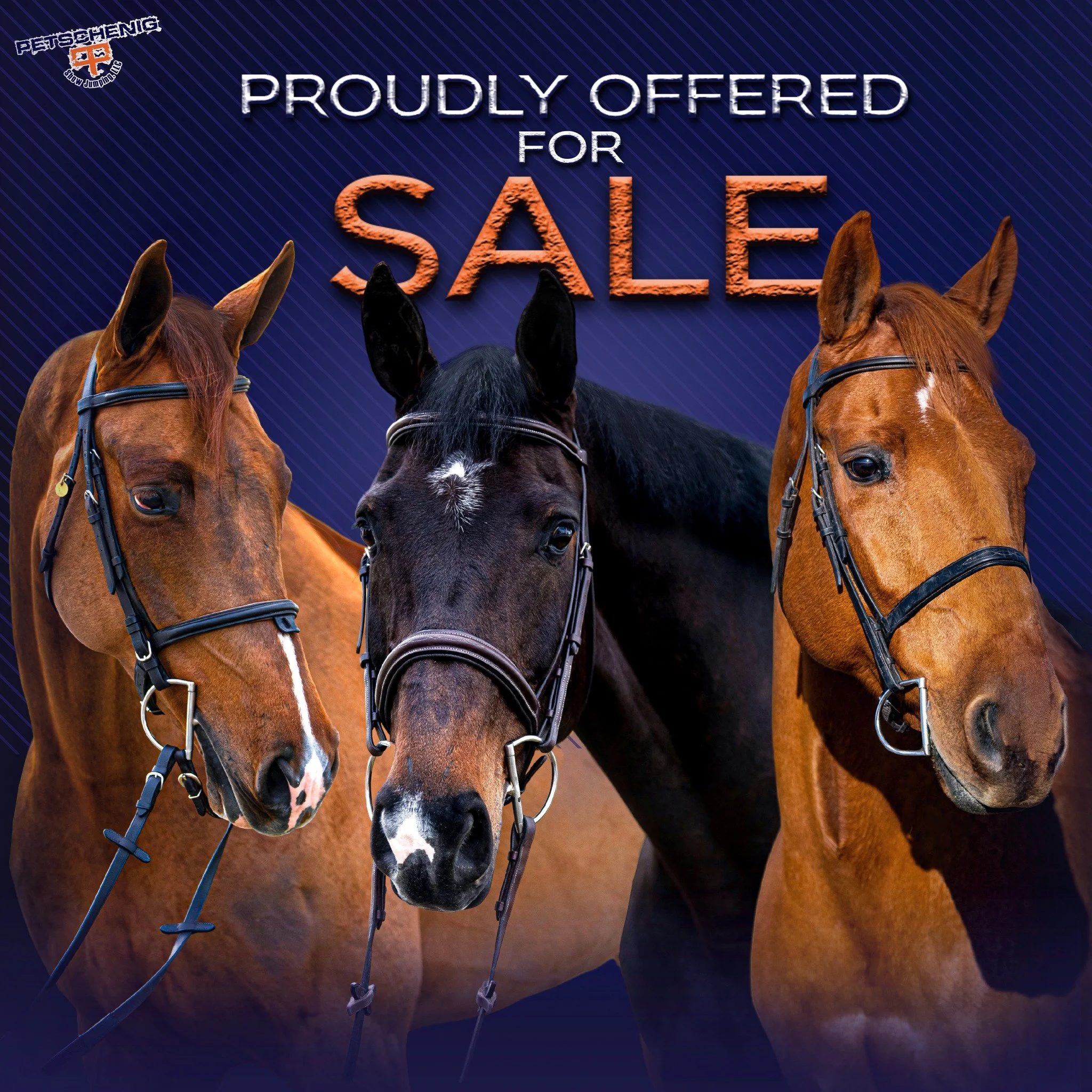 Hunter jumper horses available for sale and lease through Petschenig Show Jumping in Pilot Point Texas