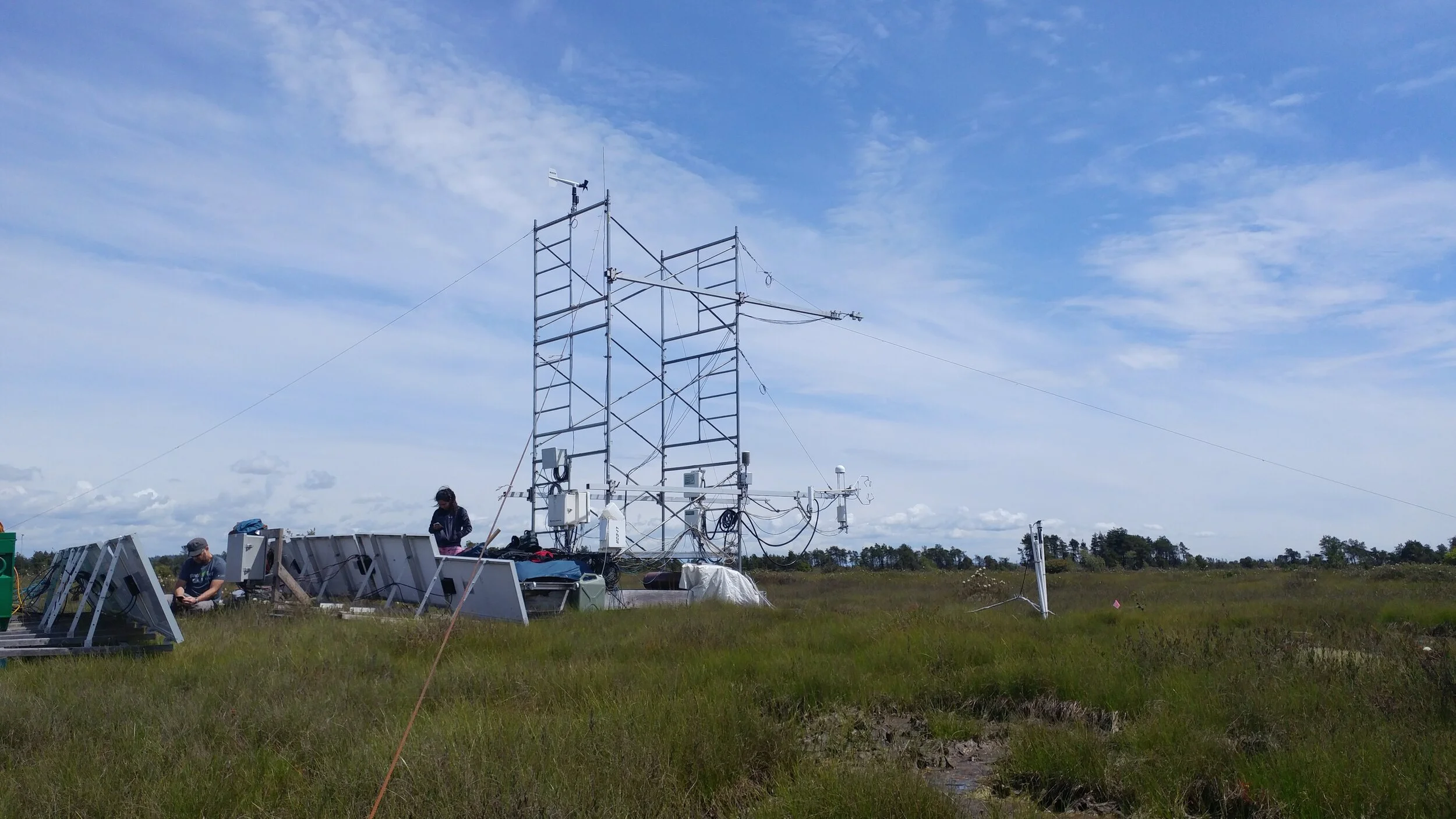 3_Burns Bog_spring.jpg