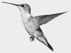 hummingbird.gif