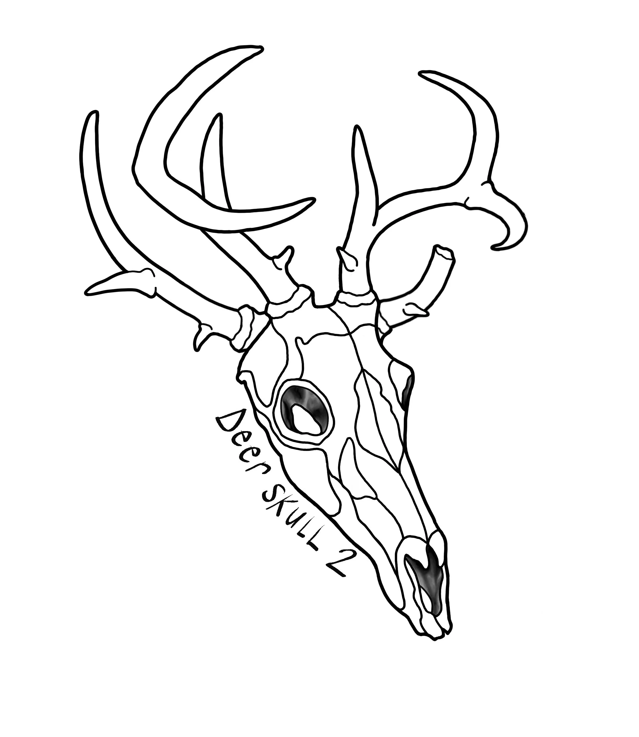 Deer Skull 2.JPG