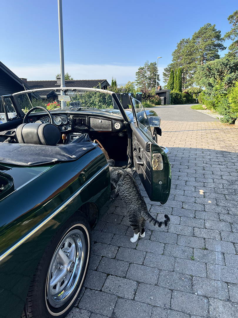 A vintage green MG convertible car parked on a driveway with its driver's side door open. A tabby cat with white paws is sniffing the inside of the car near the door. The background features a clear blue sky, trees, bushes, and houses.