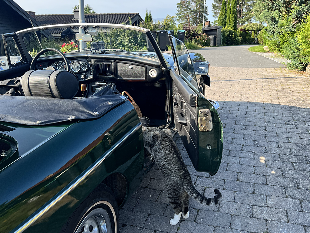 A vintage dark green MG convertible car parked on a brick driveway with its door open, and a tabby cat with white paws walking into the car.