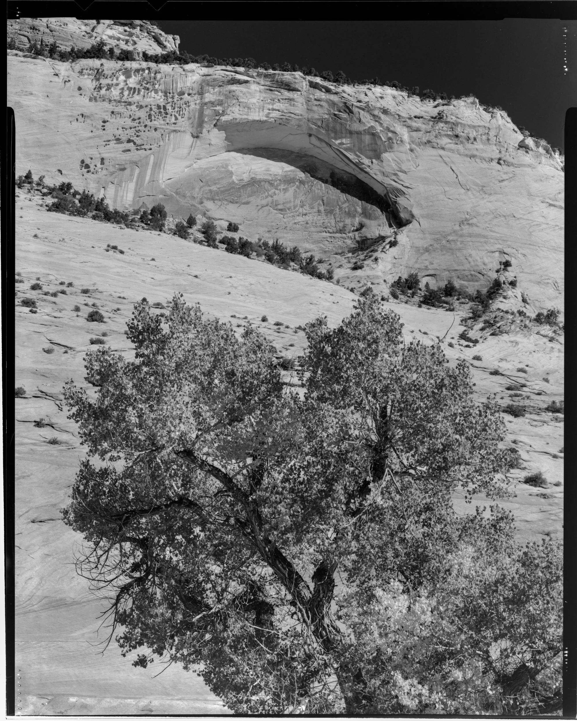Cottonwood - Zion National Park.jpg