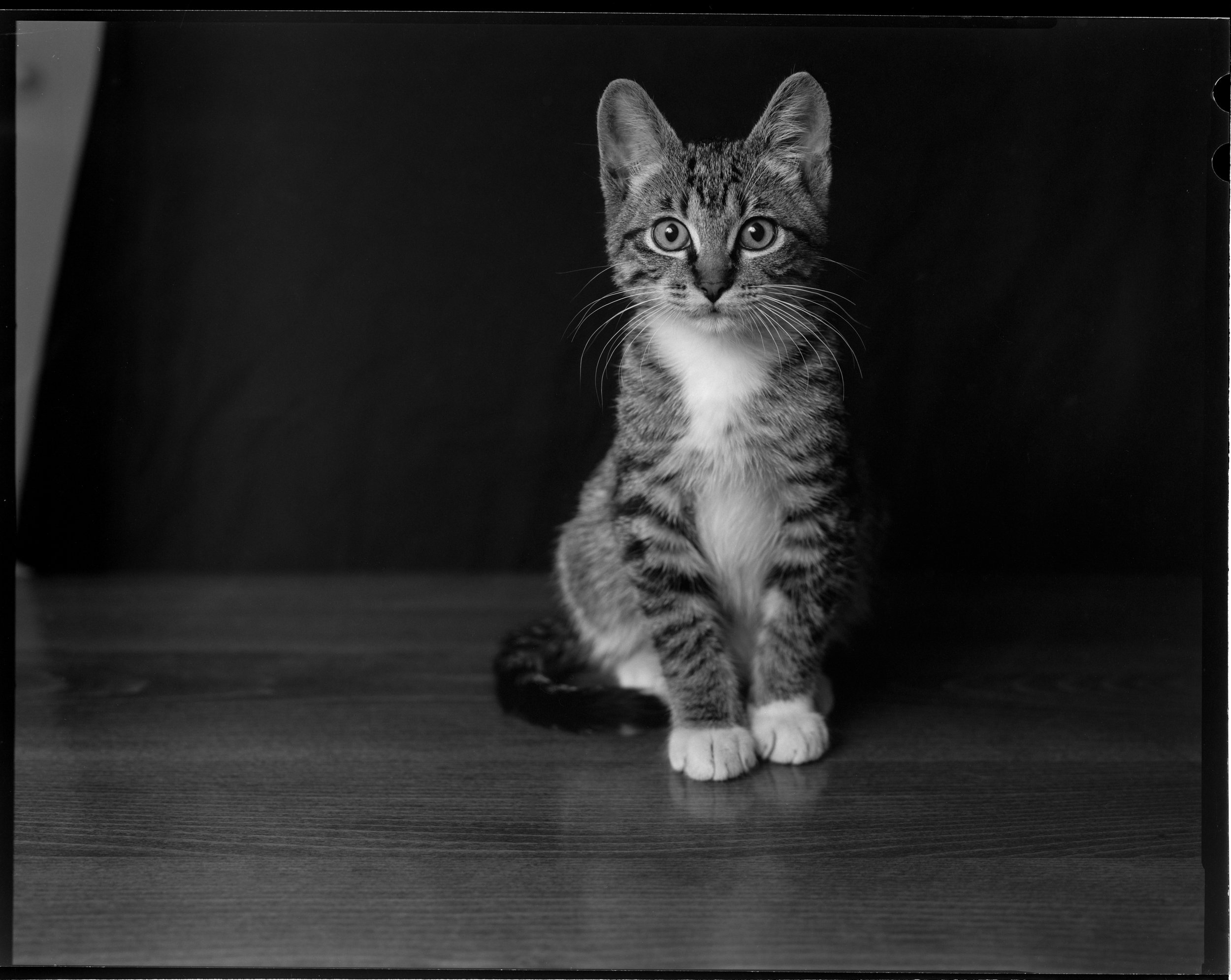 Kitten on Wood Table Top