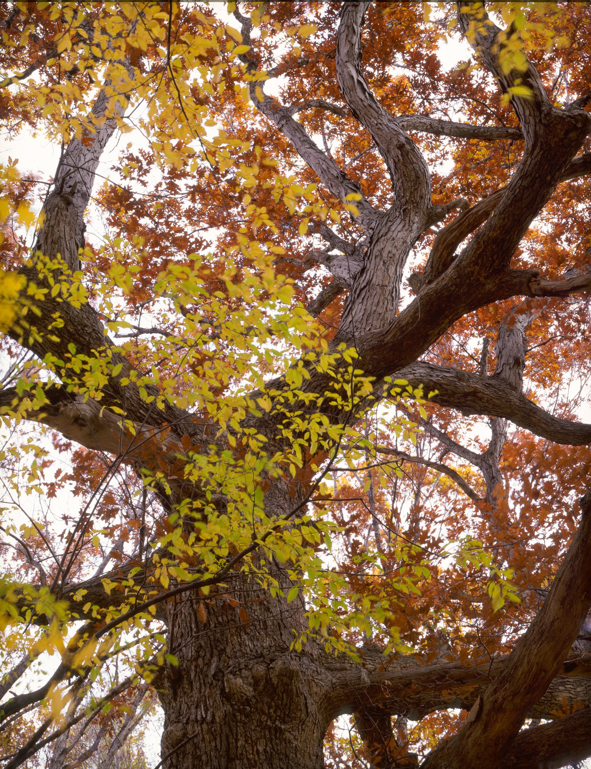 200yr. old White Oak