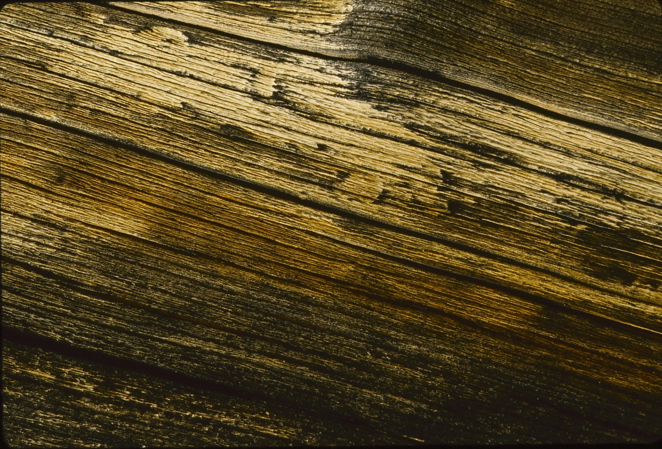 Fire Damaged Pine Tree (CU)