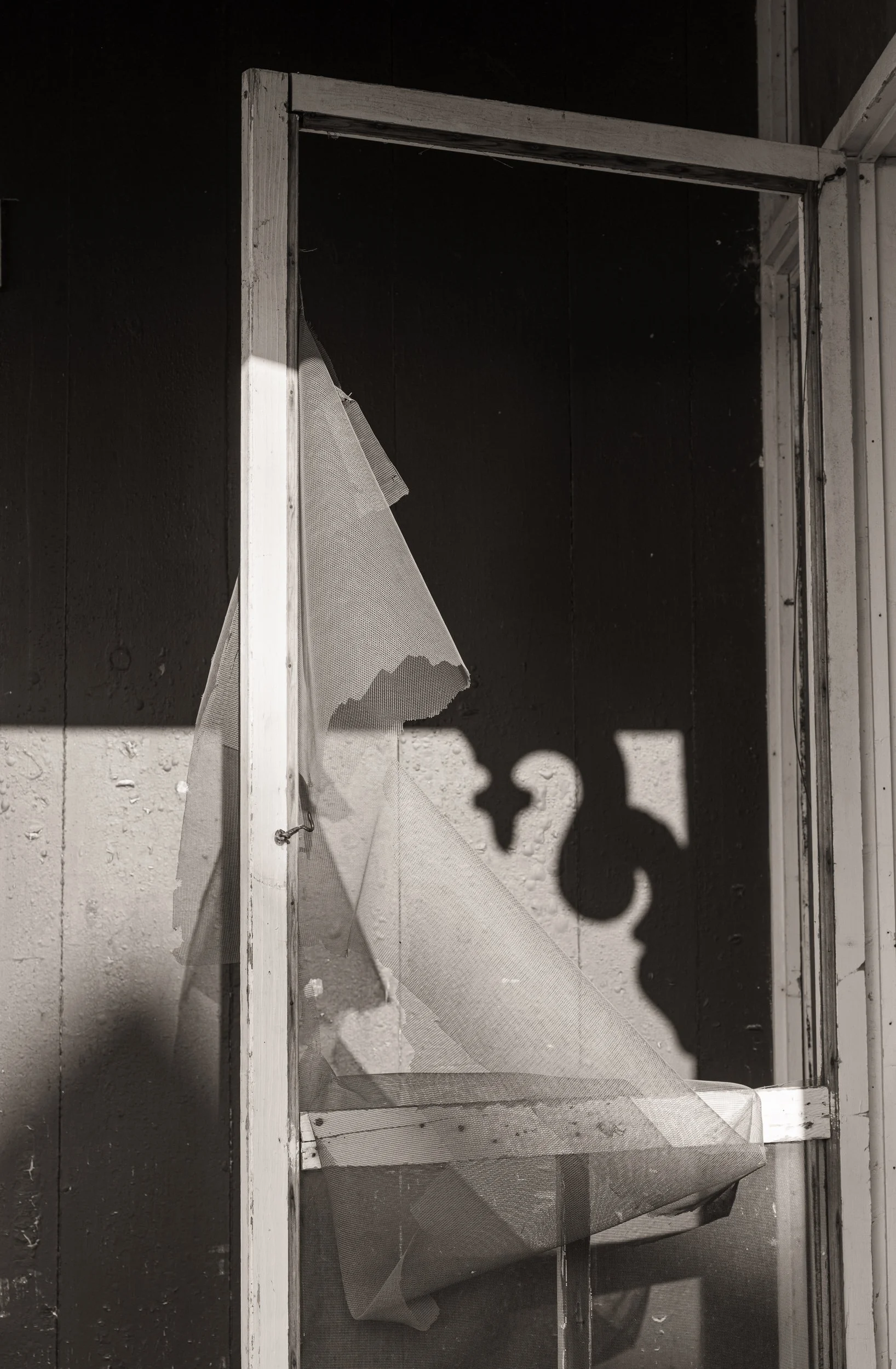 Torn Screen Door in Morning Light