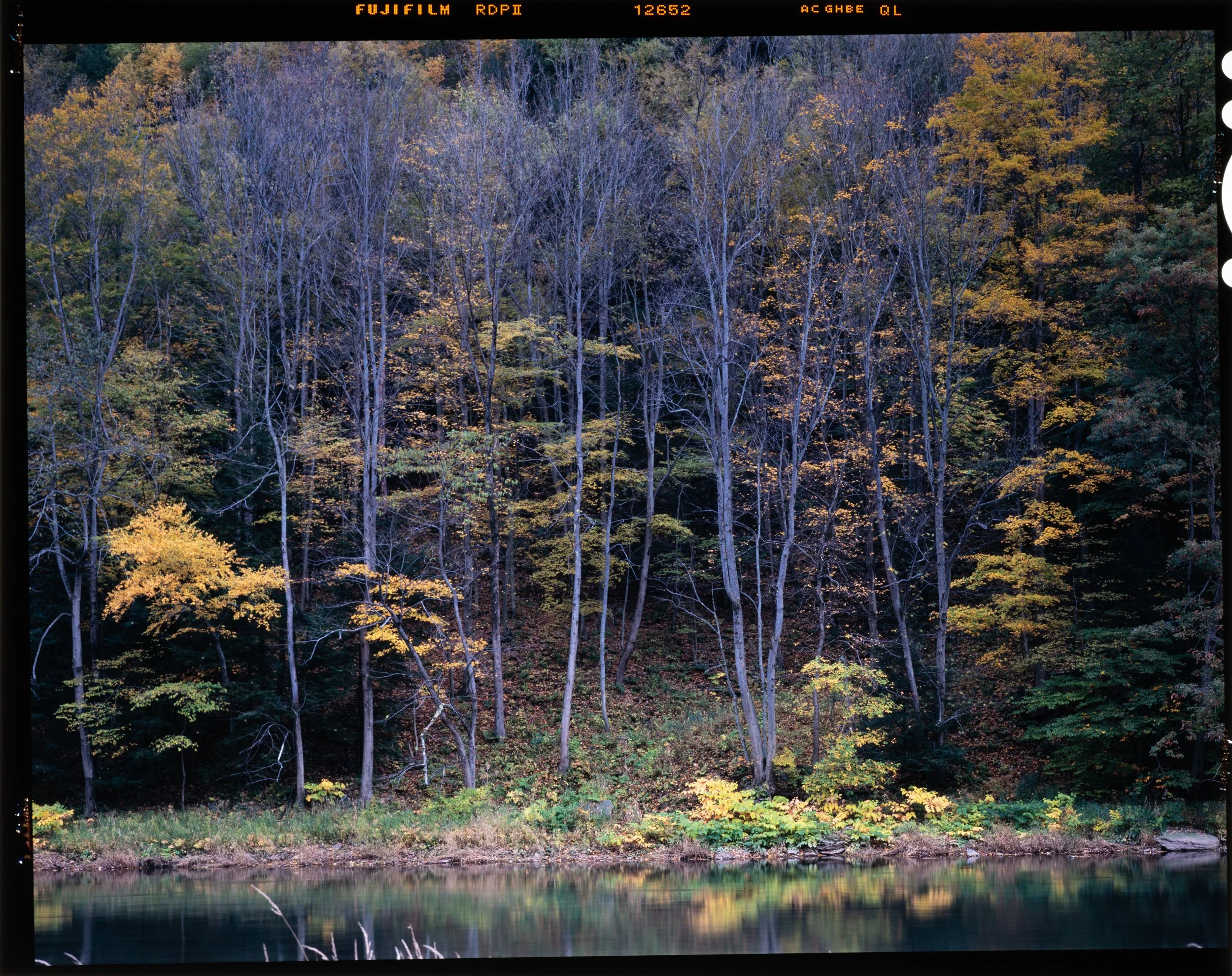 Autumn forest with trees showing fall foliage and a calm body of water at the bottom.
