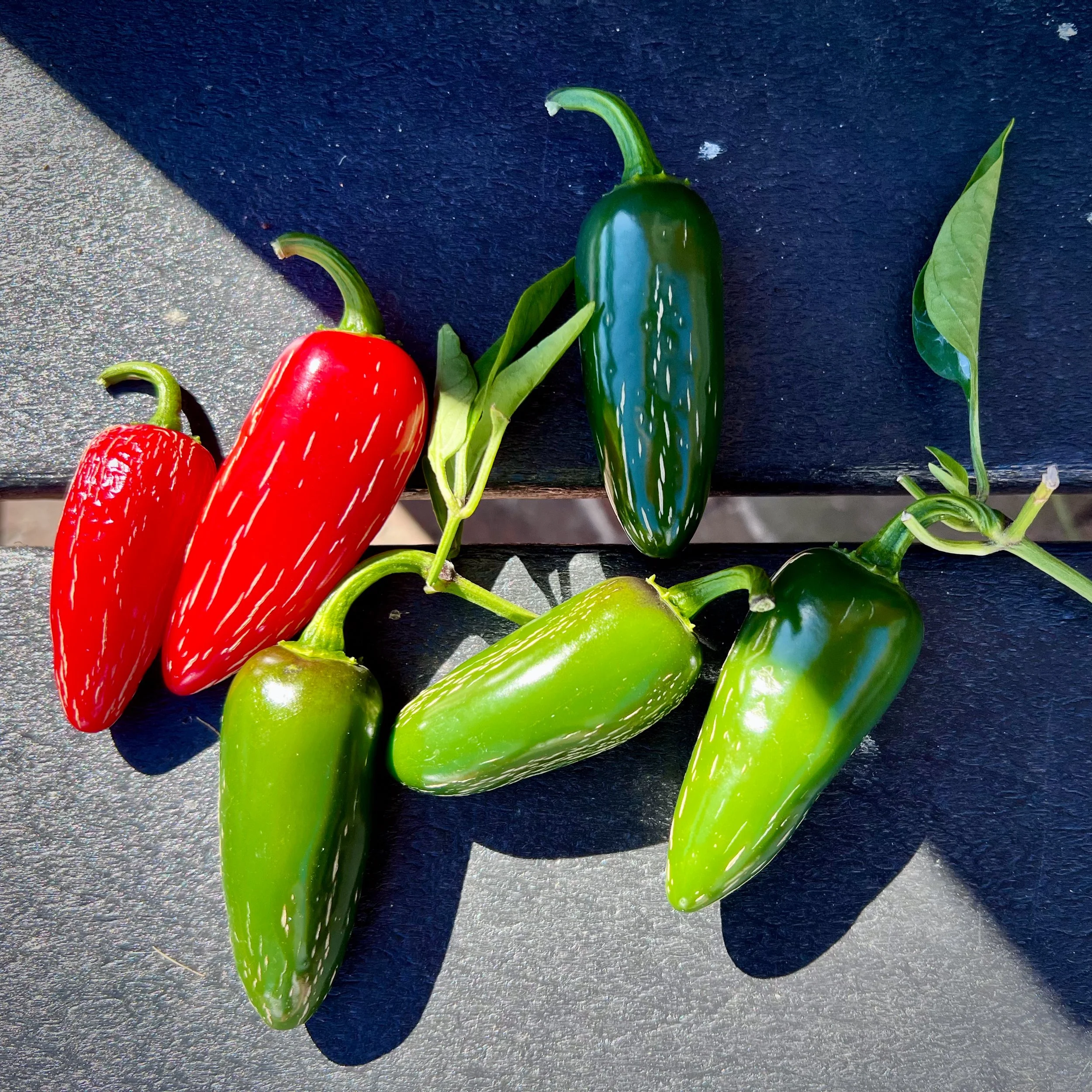 Jalapeño Pepper Still Life