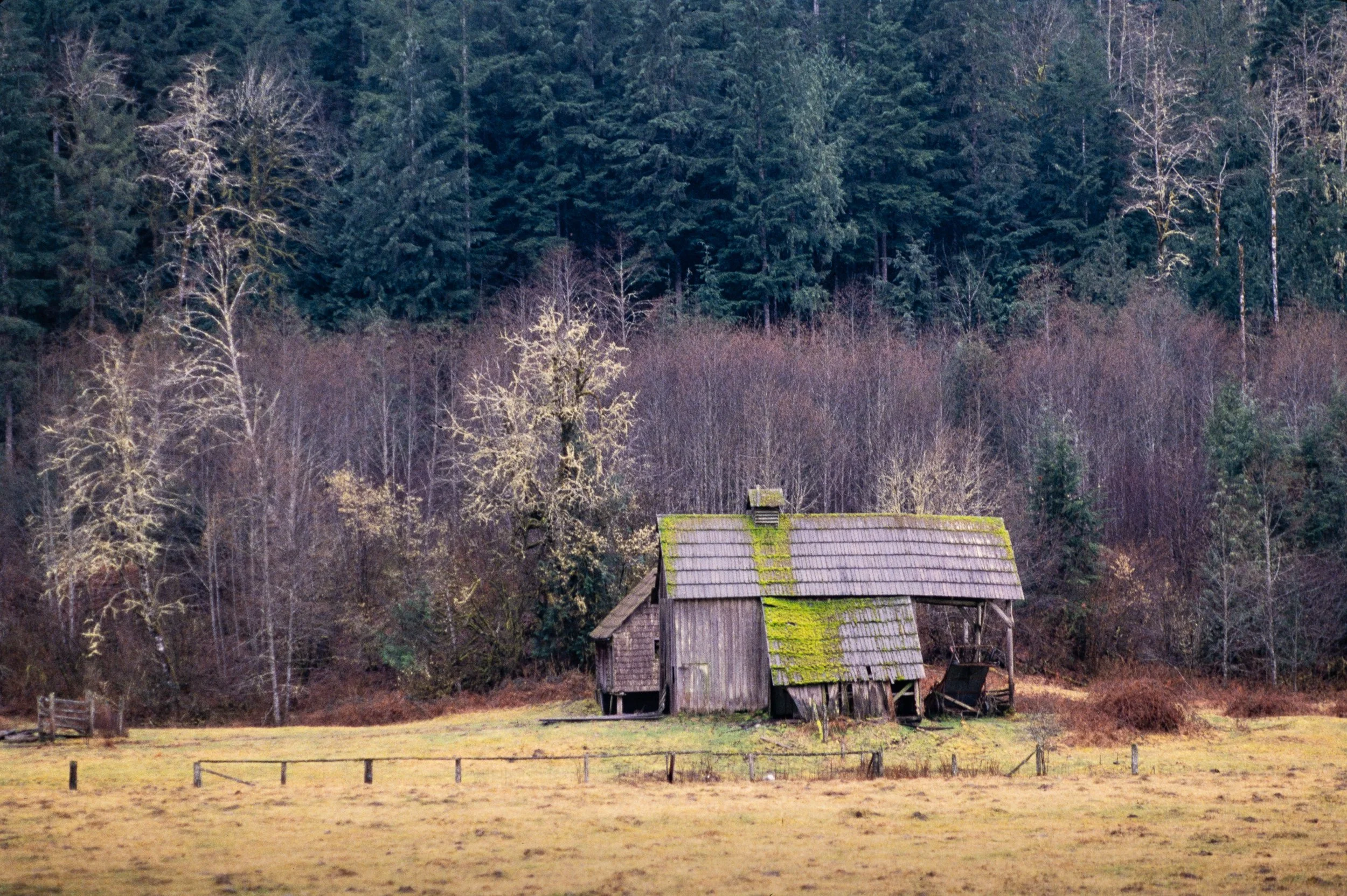 Moss Covered Barn Skagit County