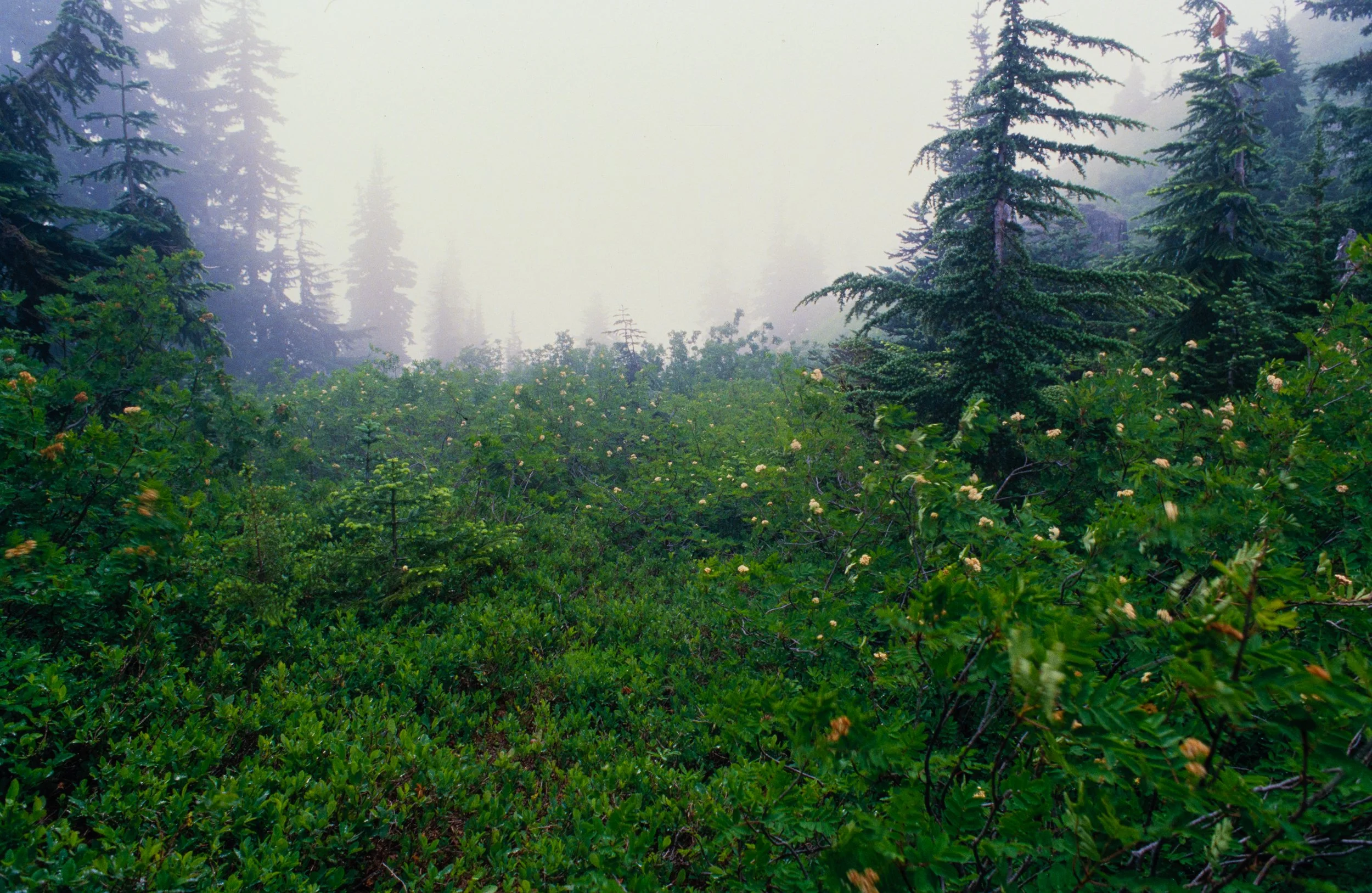 Misty Mountain Meadow