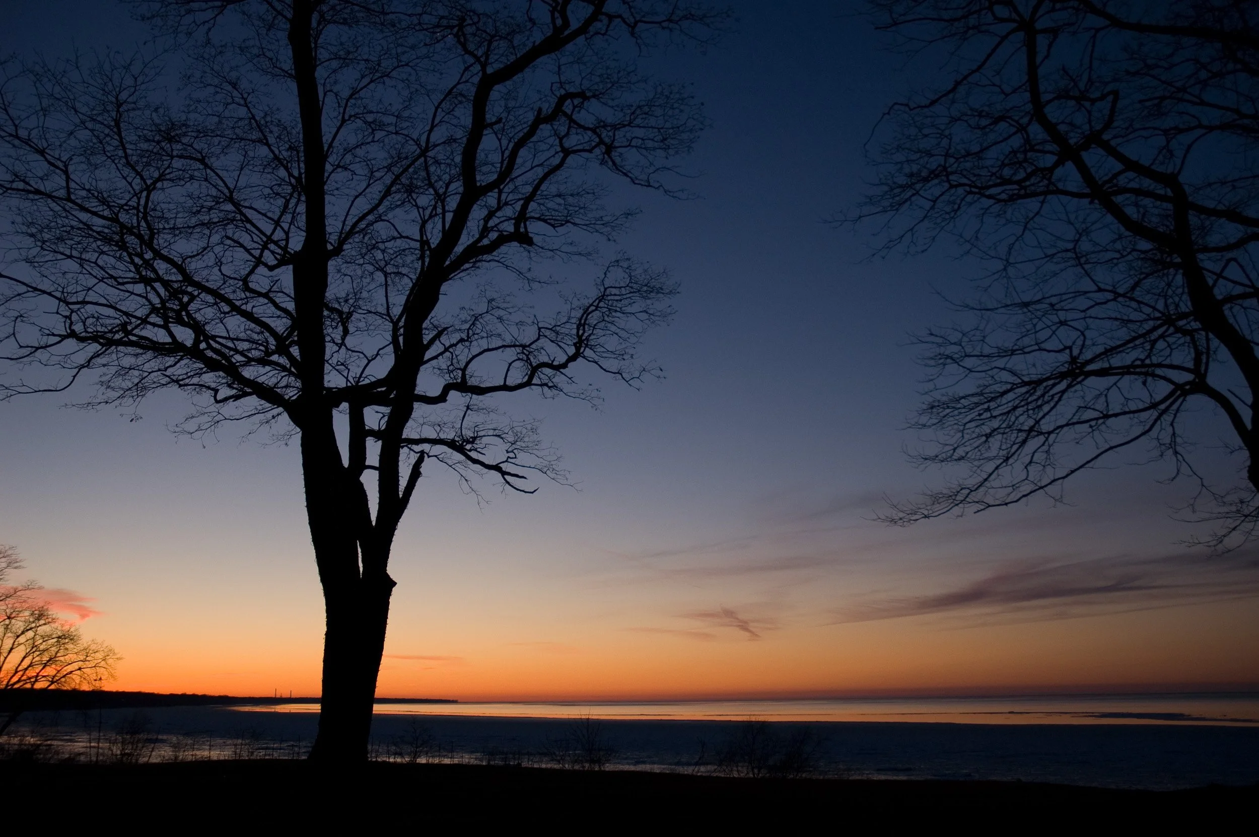 Trees Silhouette at Dusk