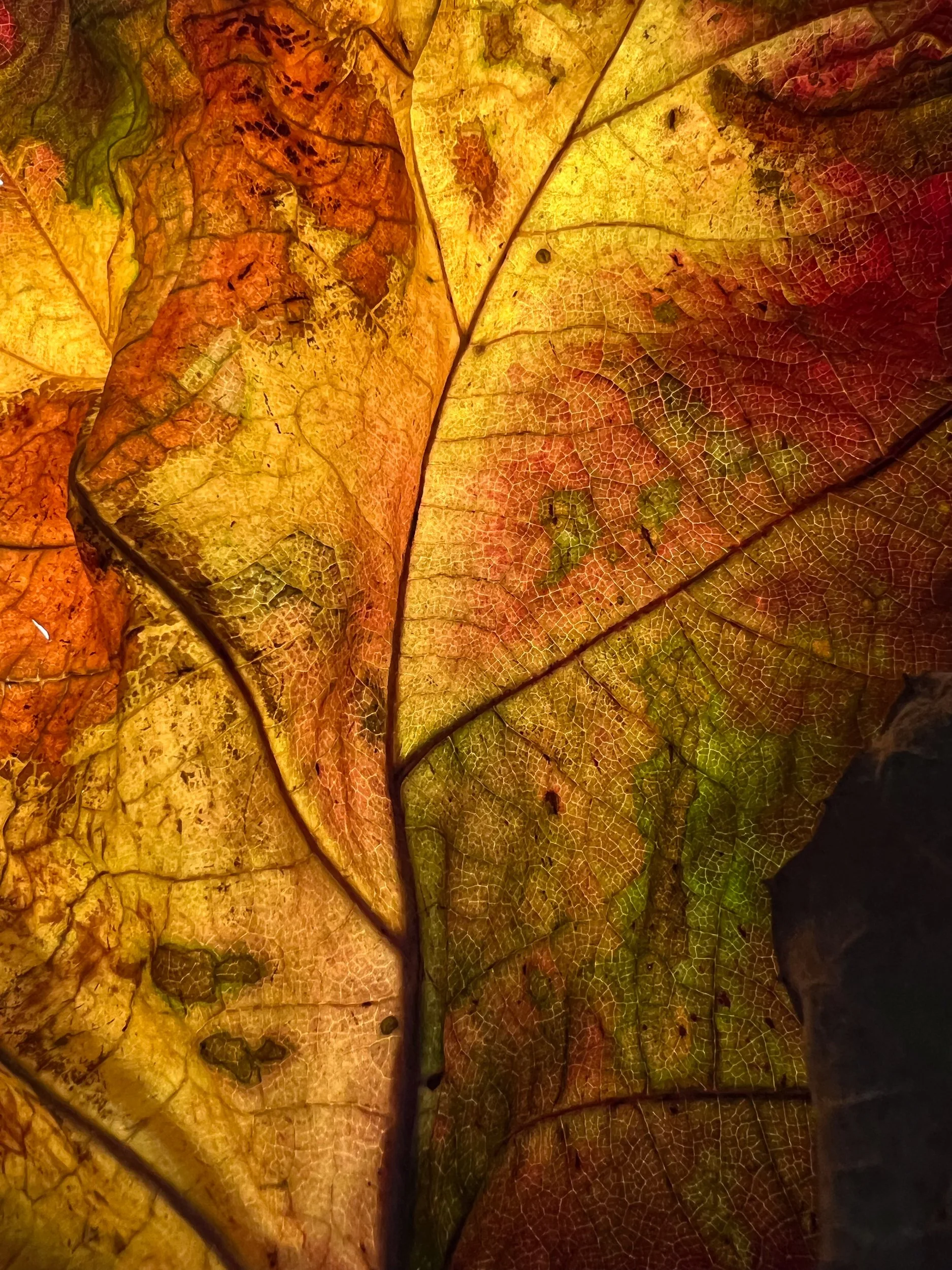 Oak Leaf Hydrangea- II (CU)