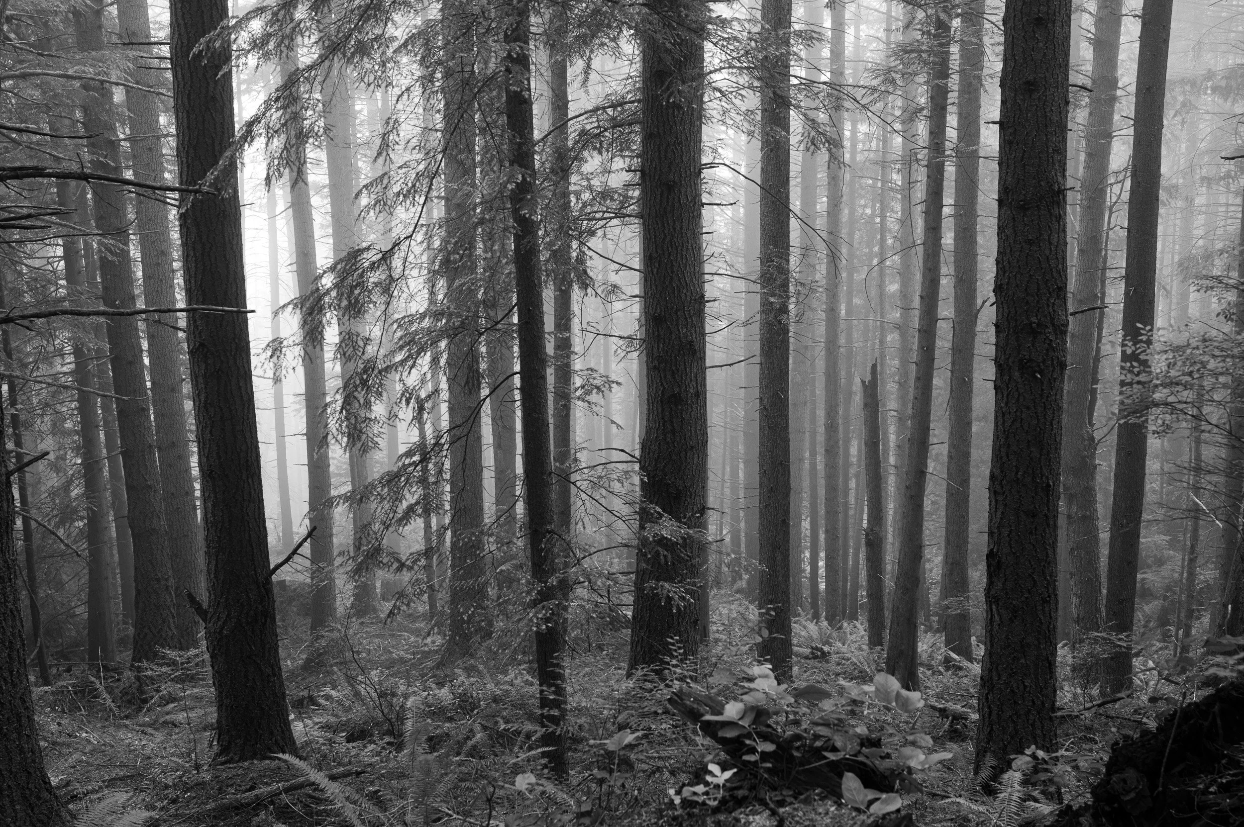 A black and white photo of a dense forest with tall, thin trees and fog in the background.