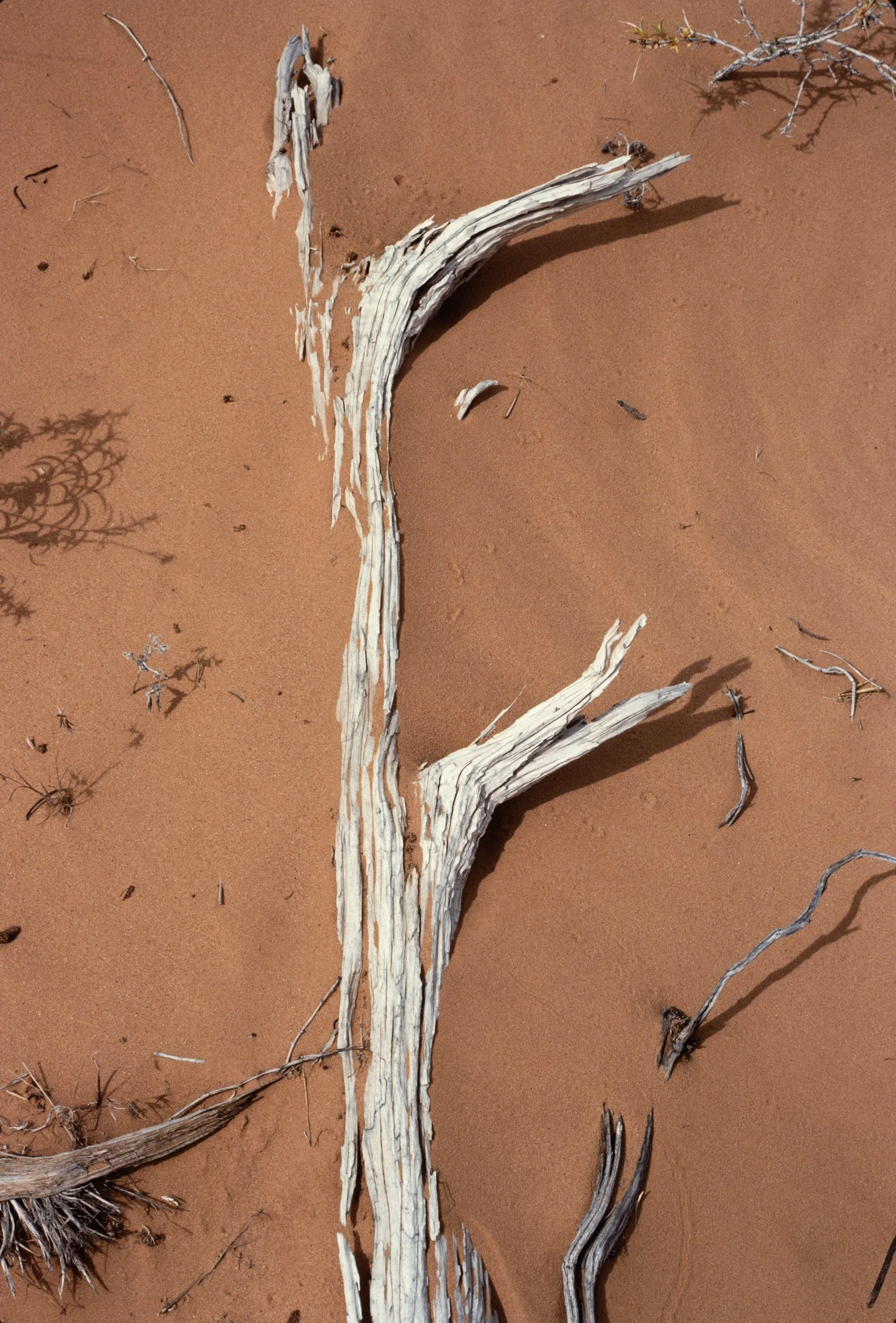 A weathered, bleached tree branch lying on reddish desert sand, with small twigs and sparse desert vegetation around.