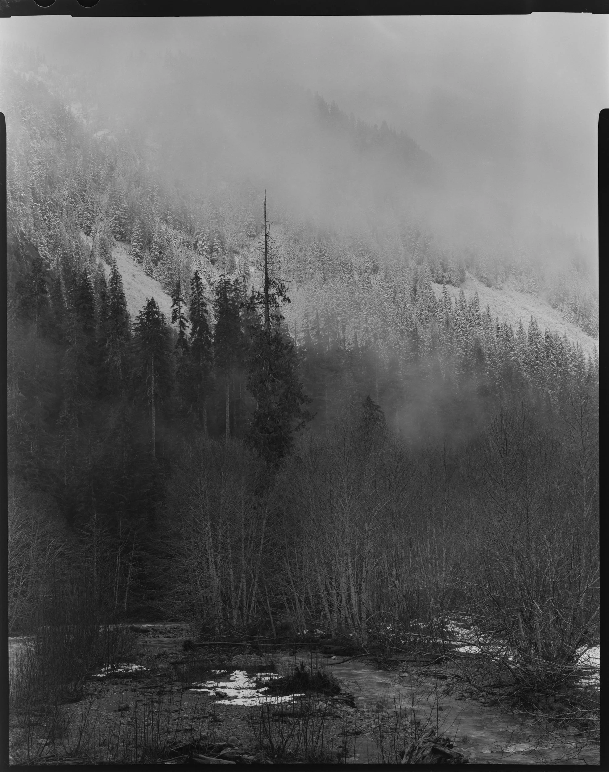 Spruce Stand - North Fork Skykomish River