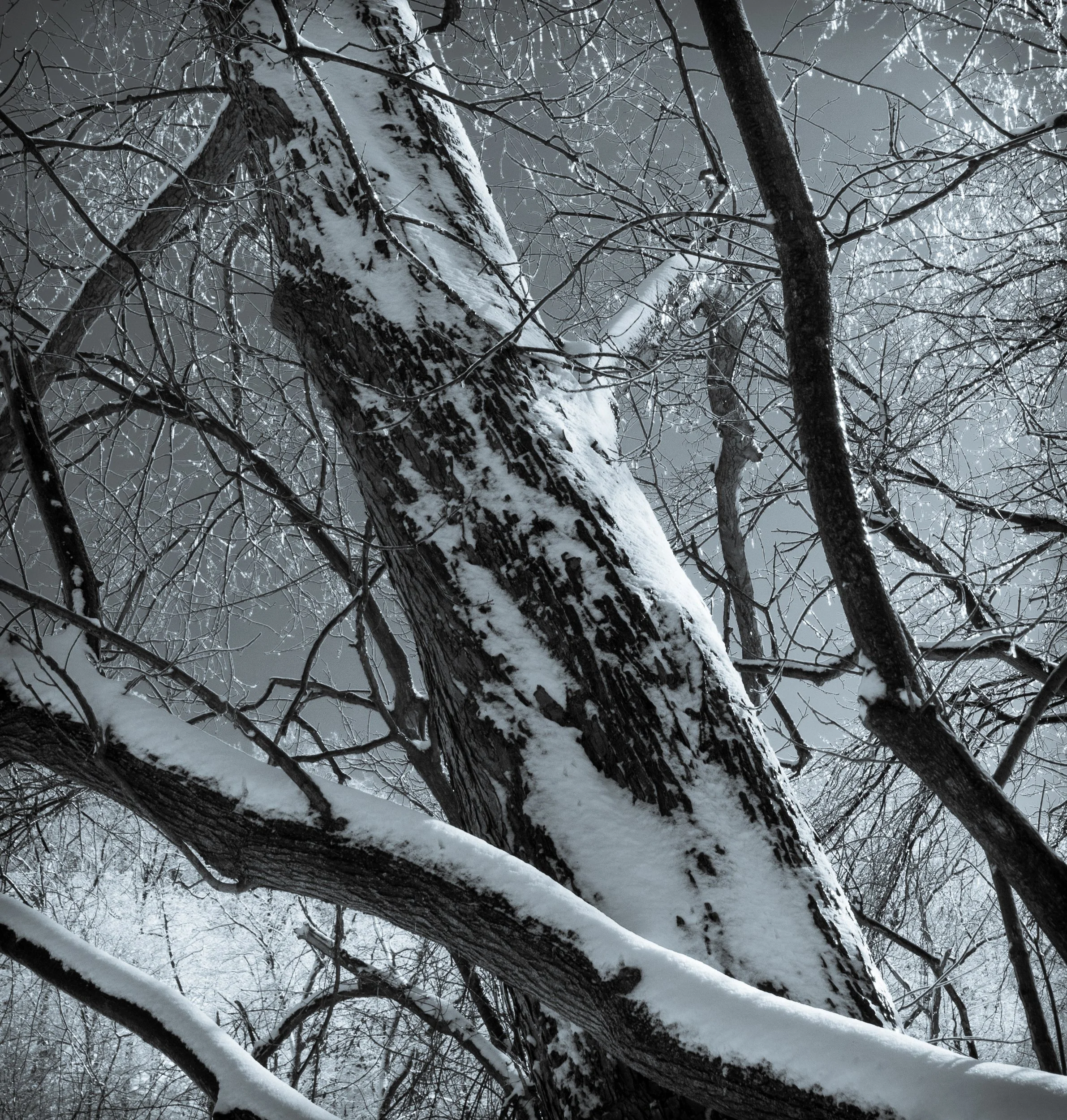 Ice Storm Trees, Snow,