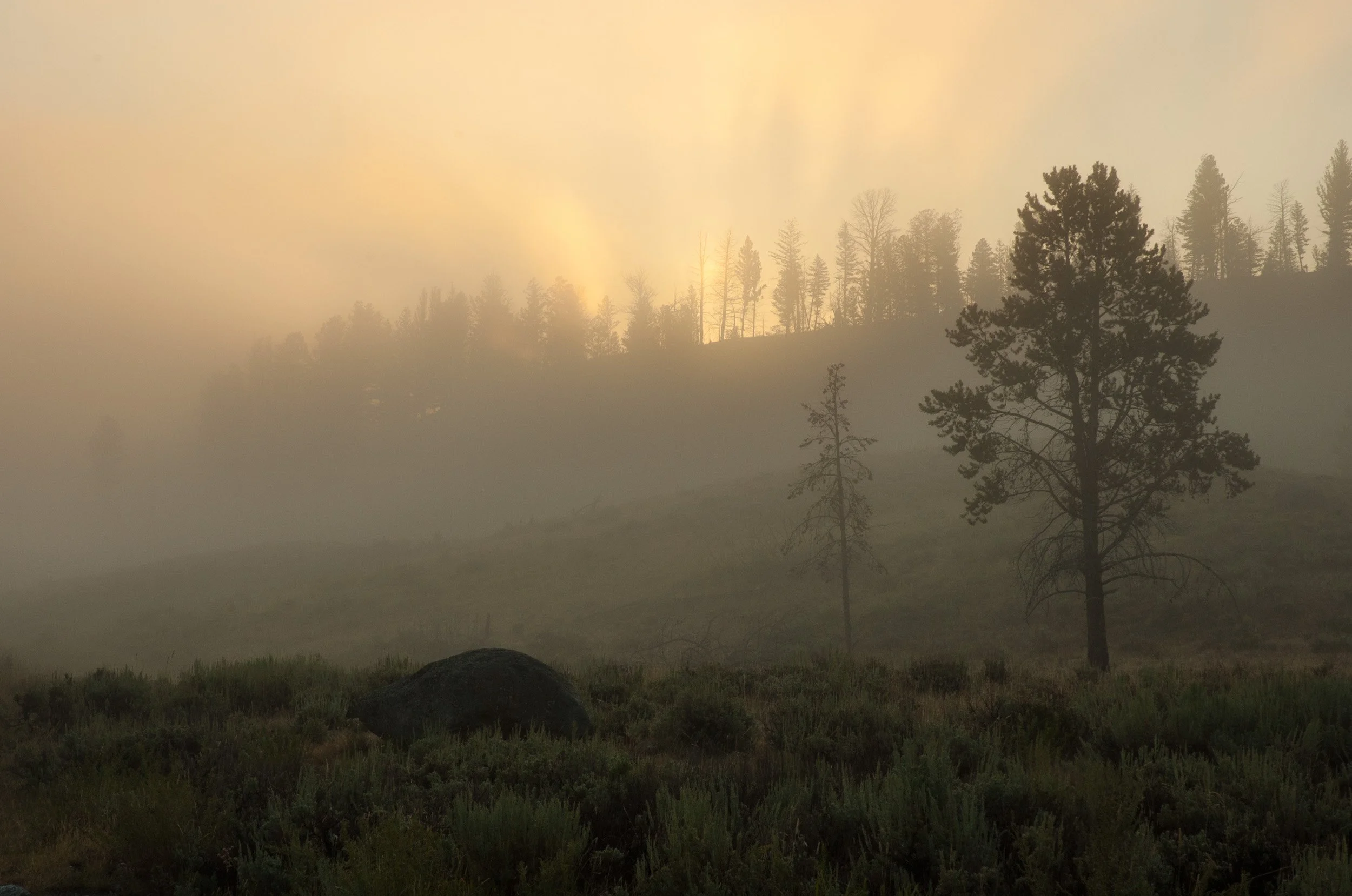 A forest landscape with smoke and haze, some trees on a hillside, and a large rock in the foreground.
