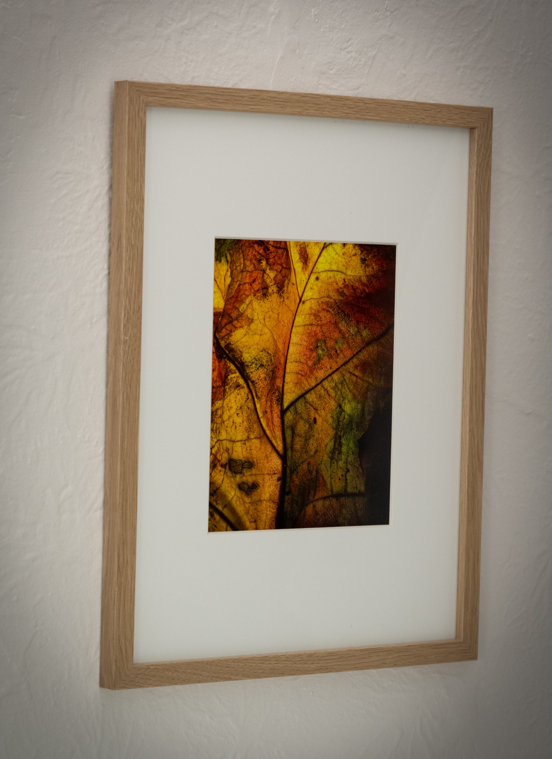 Oak Leaf Hydrangia.jpg