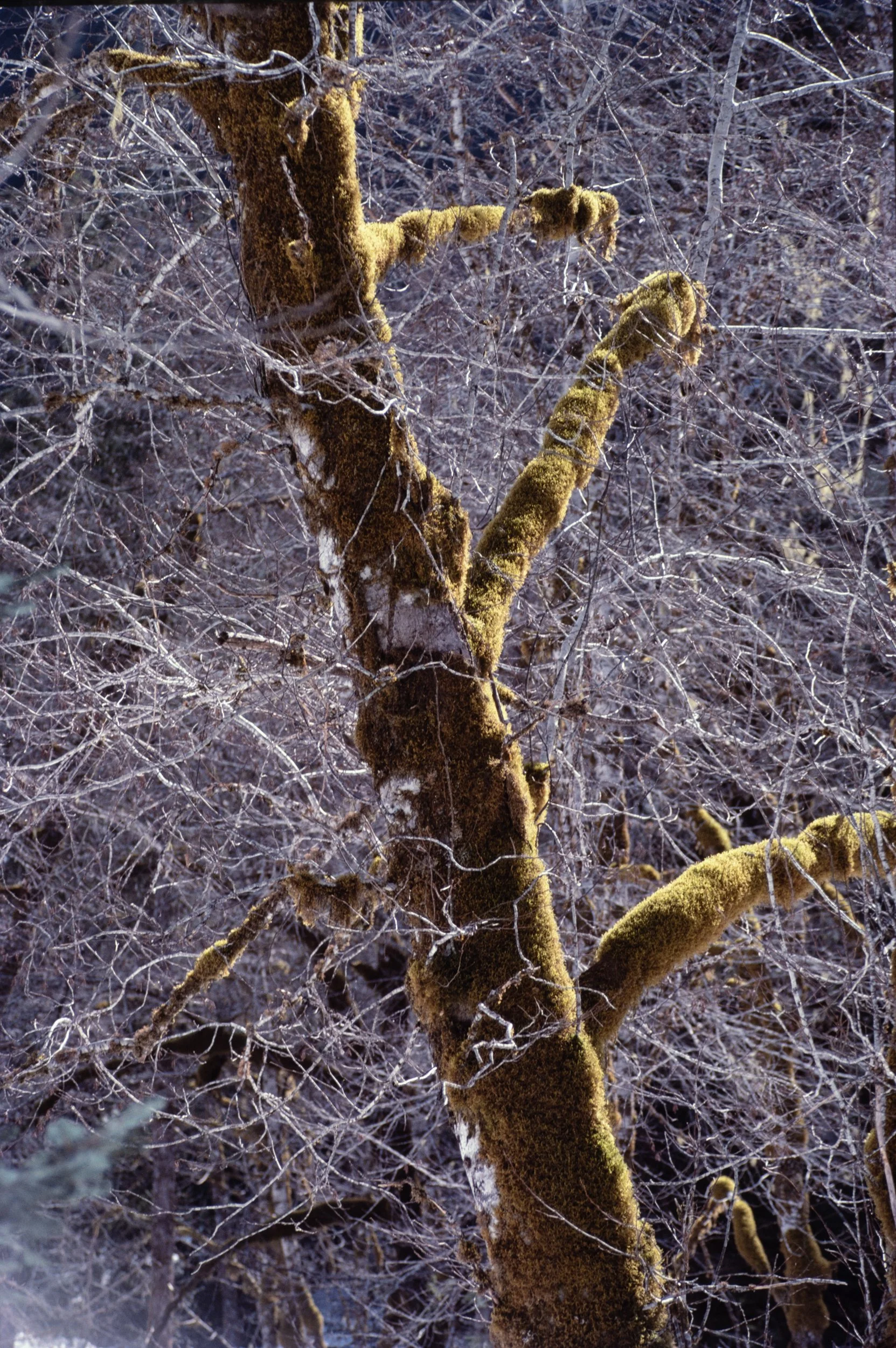 Moss Covered Alder Tree
