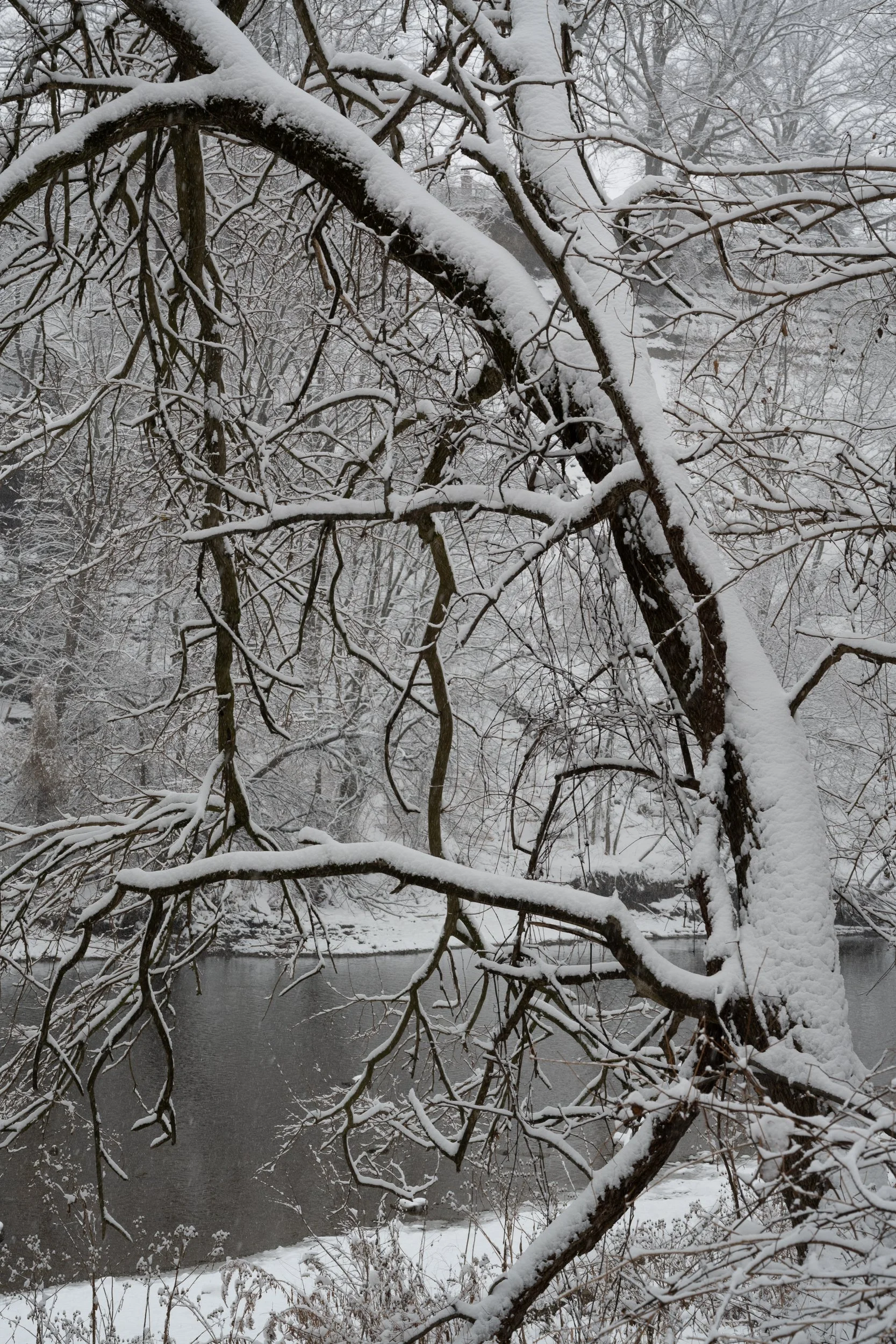 Curved Tree in Heavy Snow