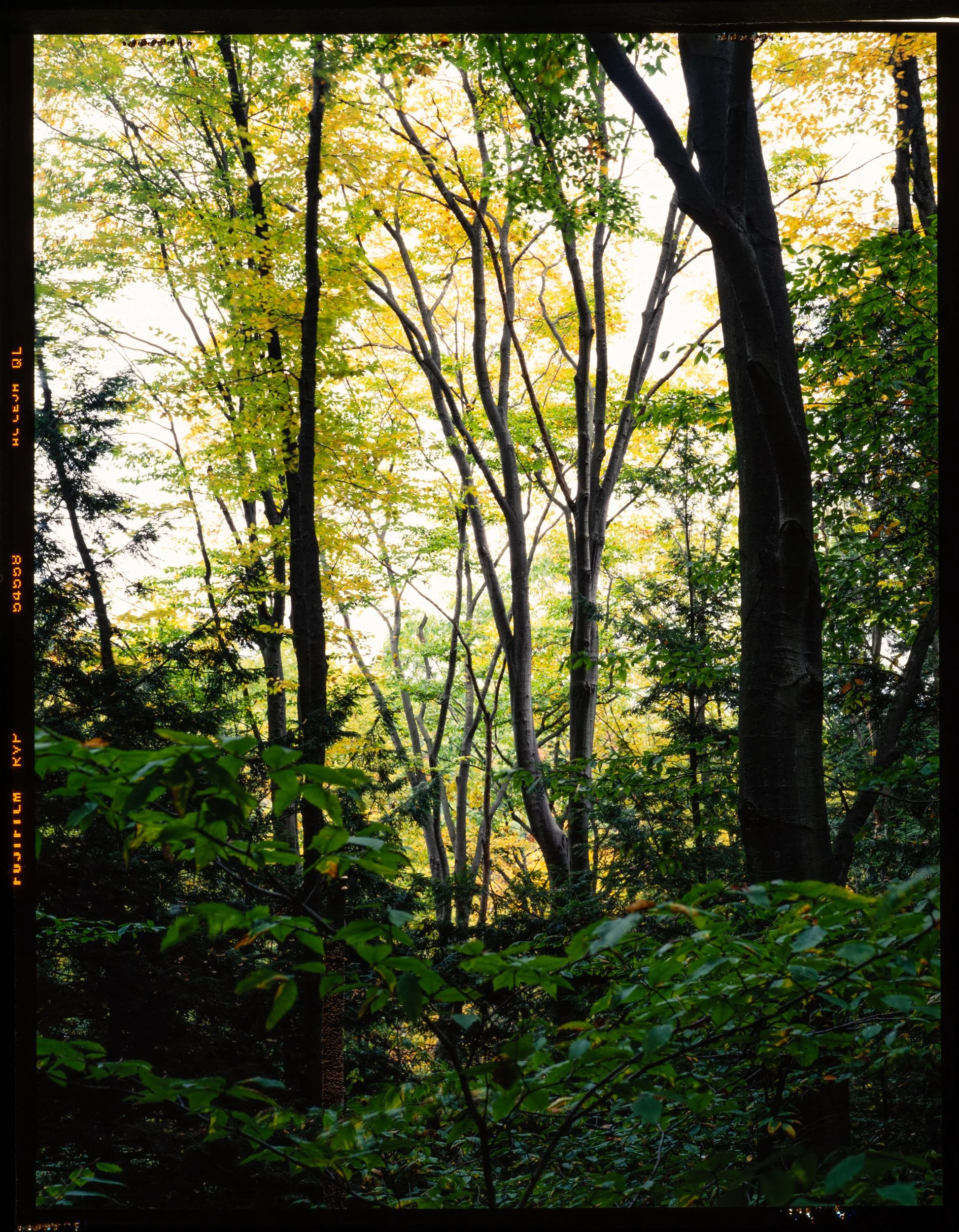 Forest View- Pine Creek Gorge