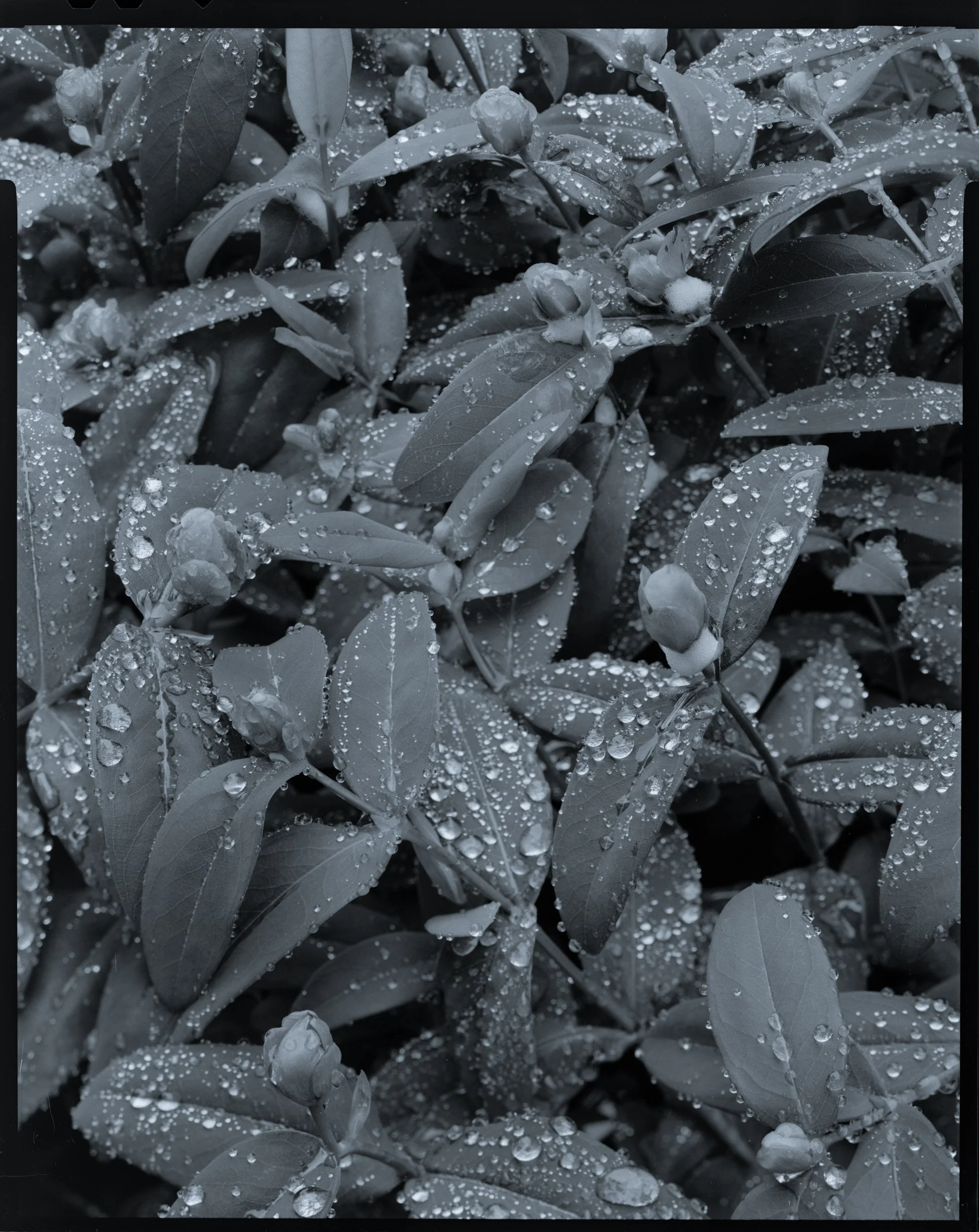 Wet Leaves - Cabin Garden.jpg