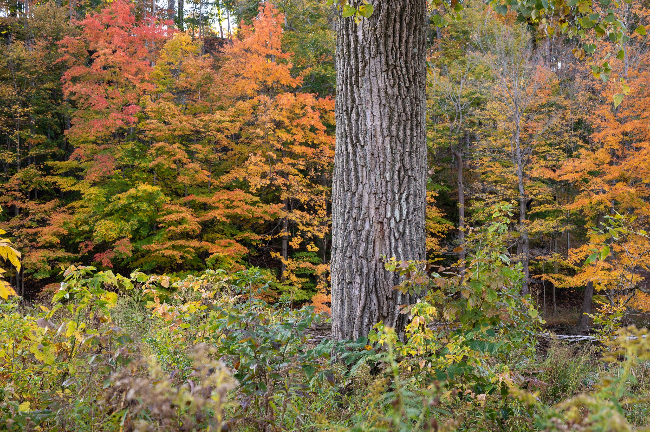 A large tree trunk in the foreground with colorful autumn leaves in shades of orange, yellow, and green in a forest setting.