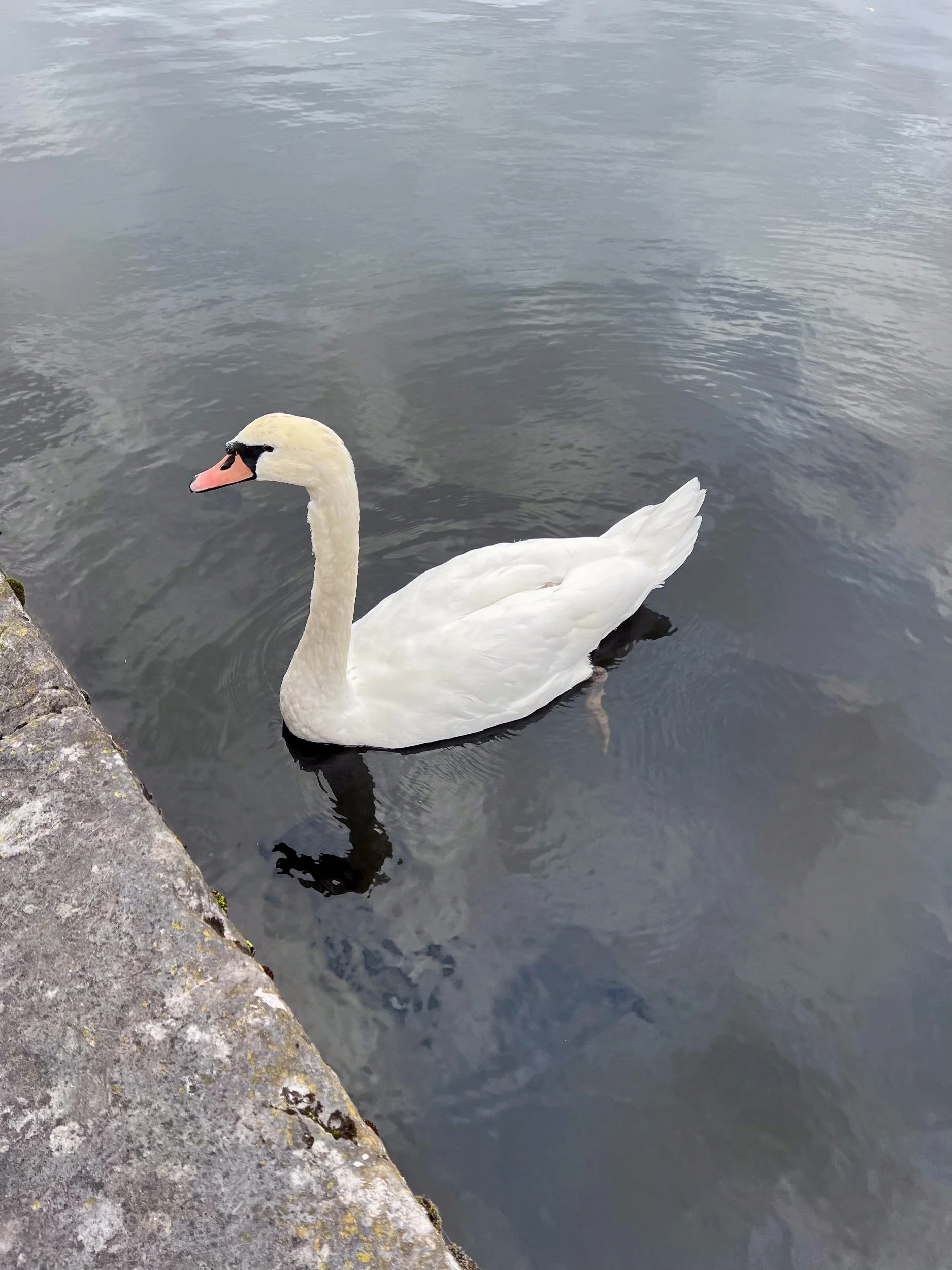 Swan in Galway Harbor