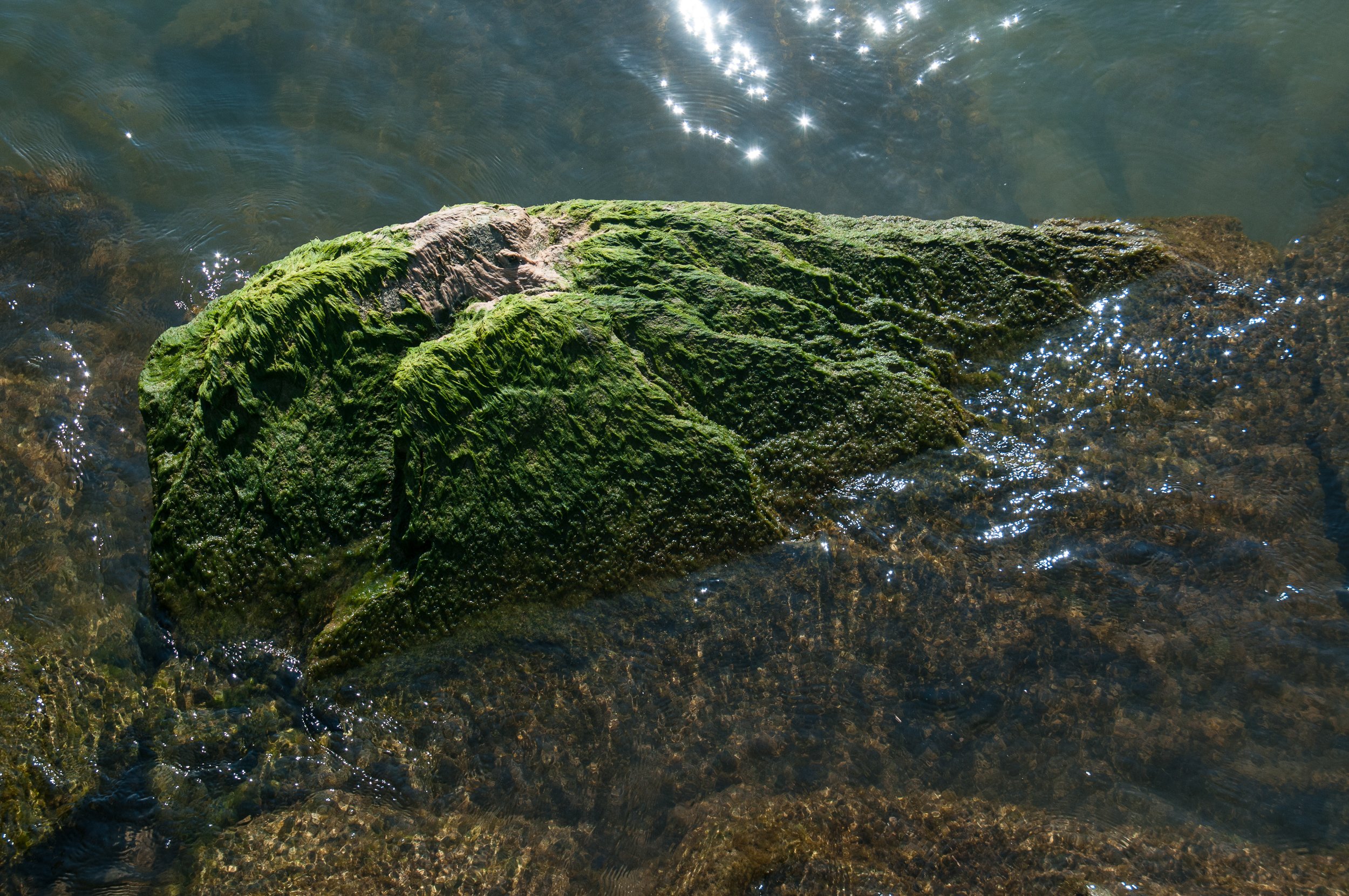 Algae Covered Sandstone
