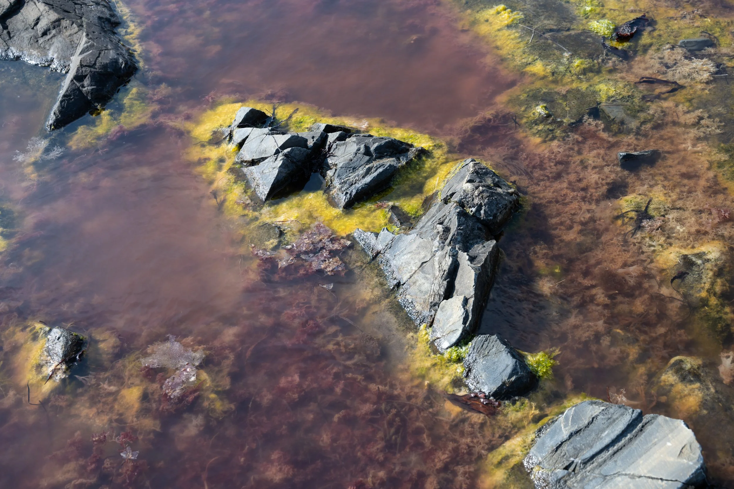 Rocks and seaweed in shallow water with algae growth.