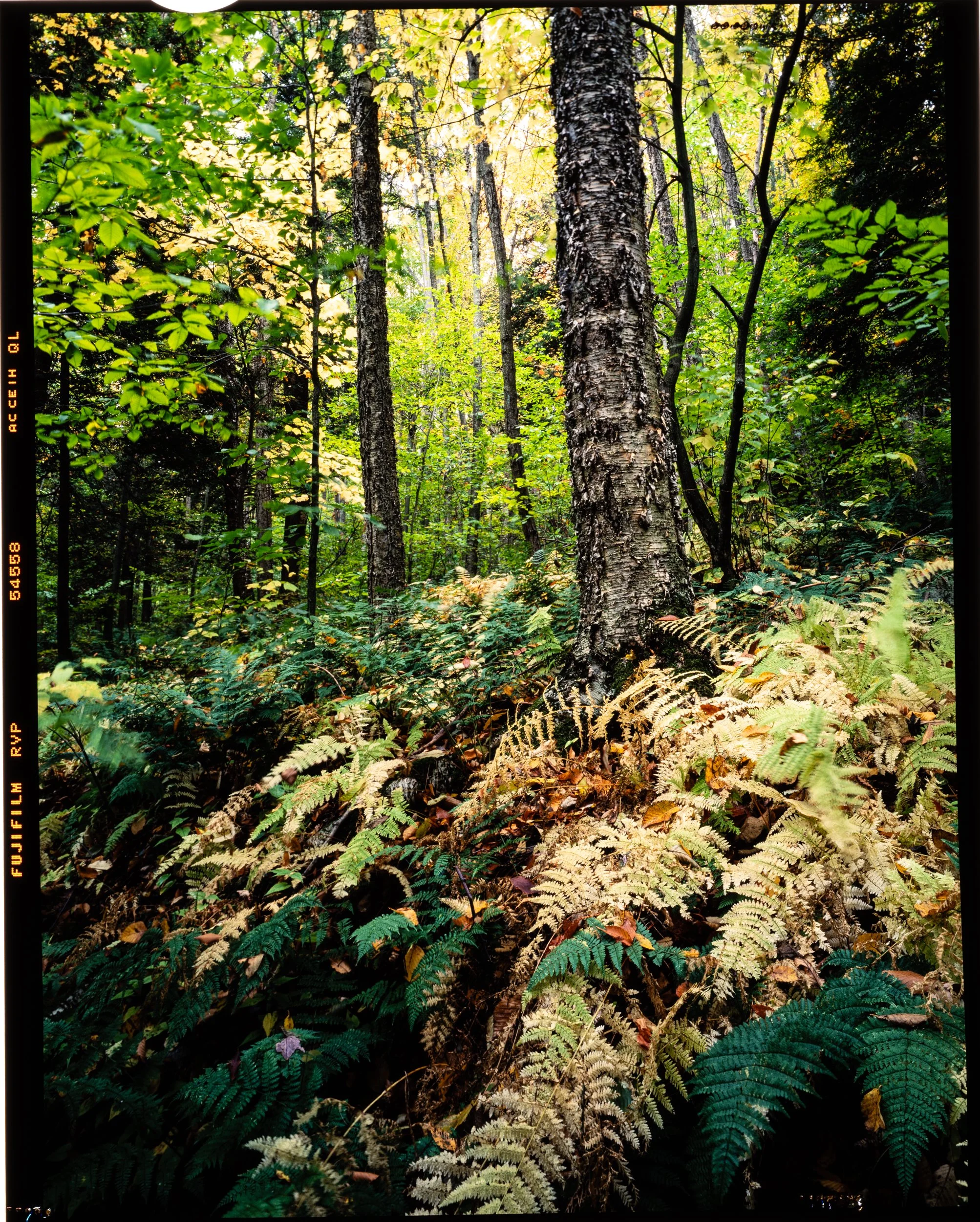 Forest w/Ferns & Birch Tree