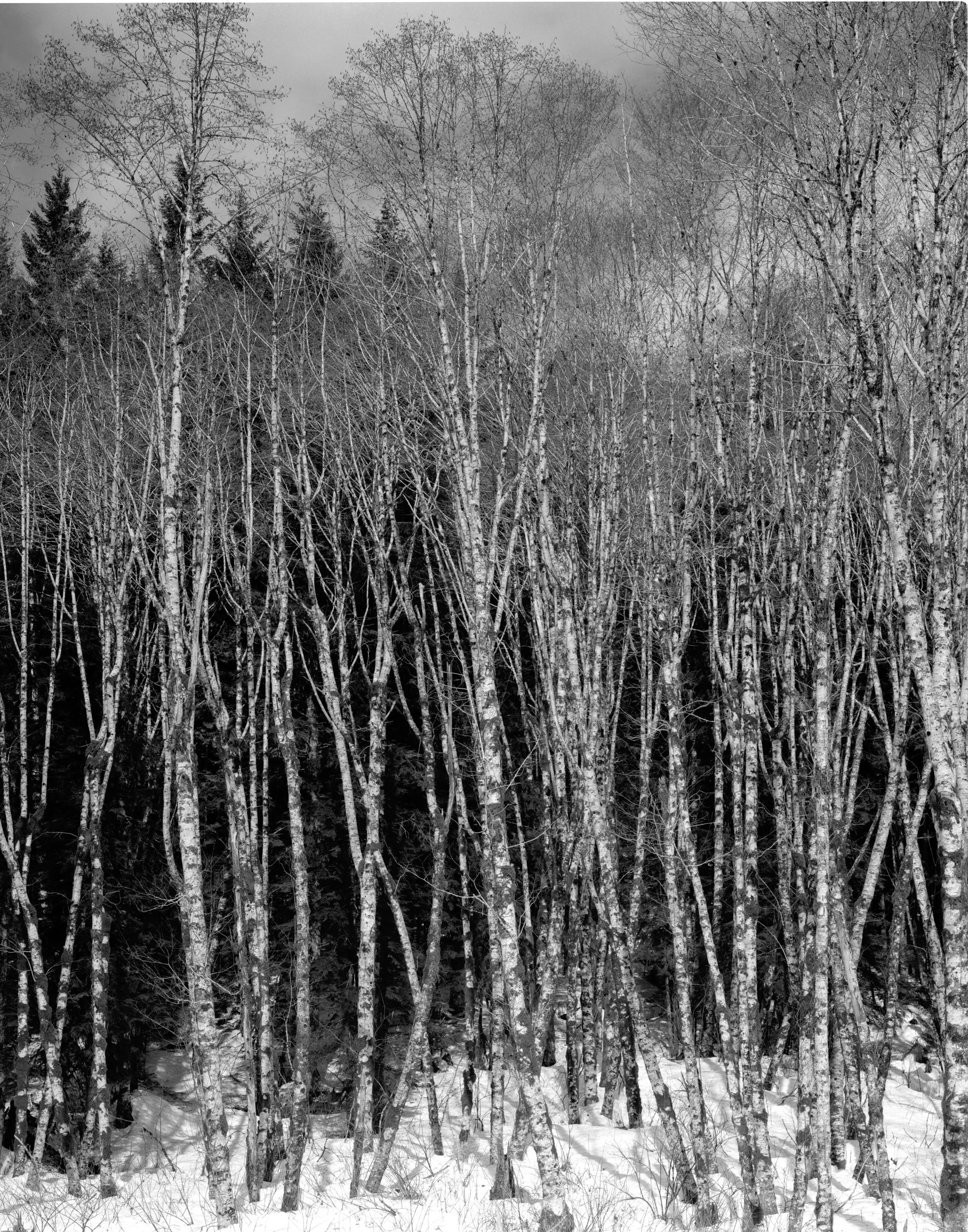Red Alder Early Spring