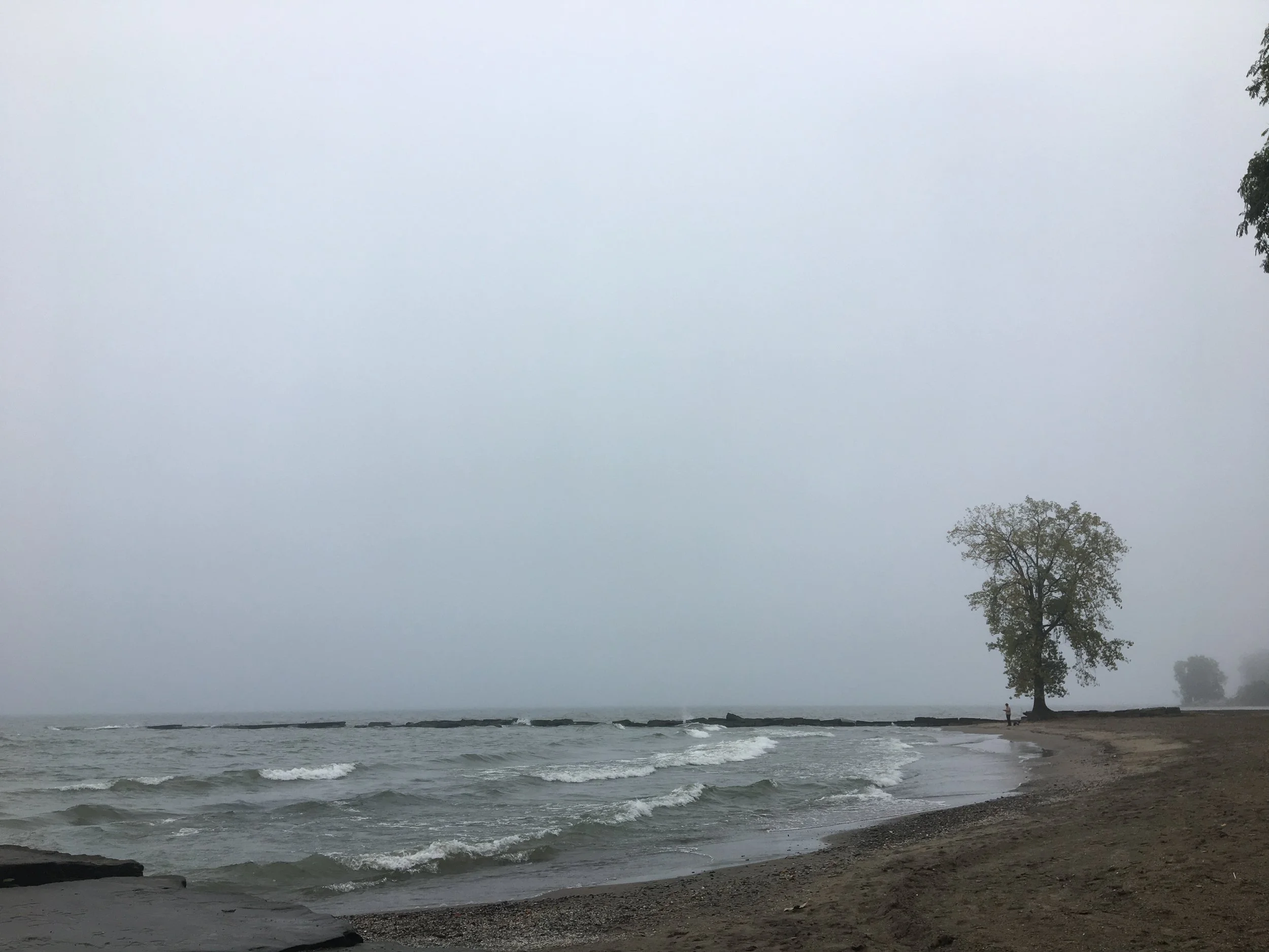 Rainy View Beach and Lone Cottonwood Tree