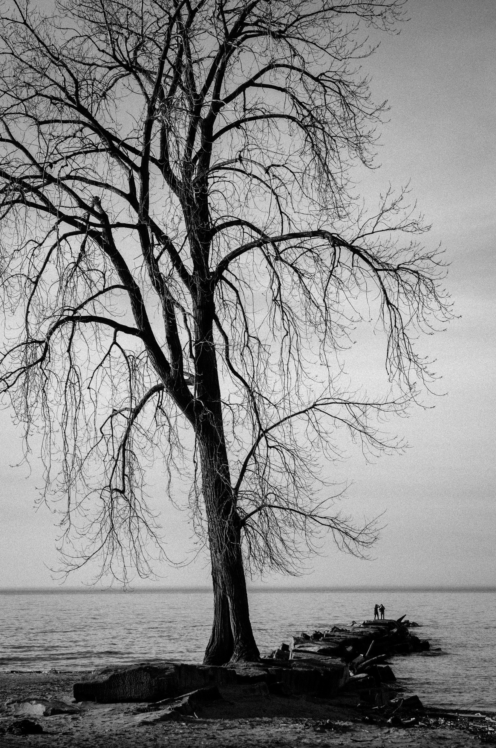 Black and white photo of a large leafless tree by the water, with two people standing on rocks in the distance.