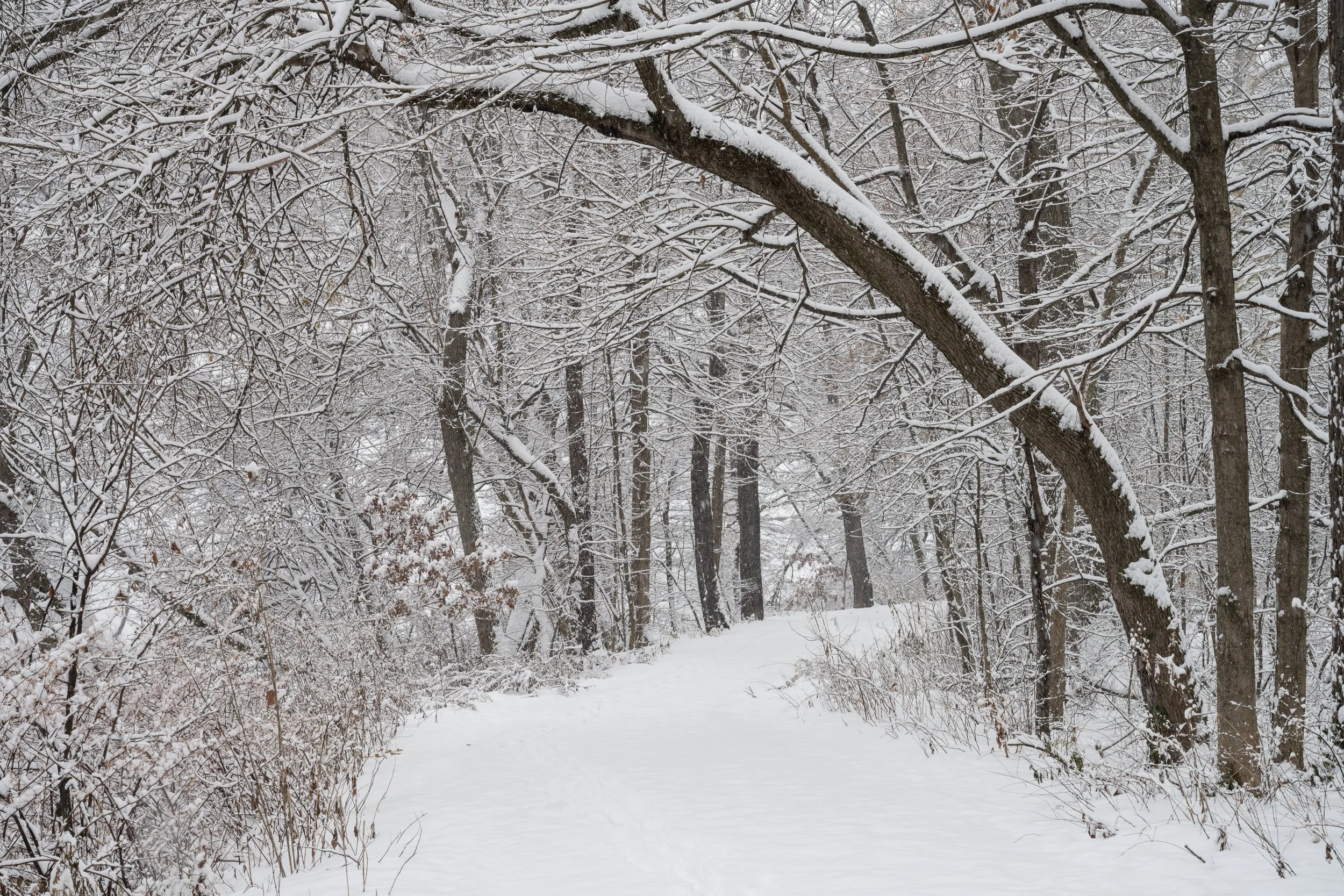 Arching Tree in Heavy Snow