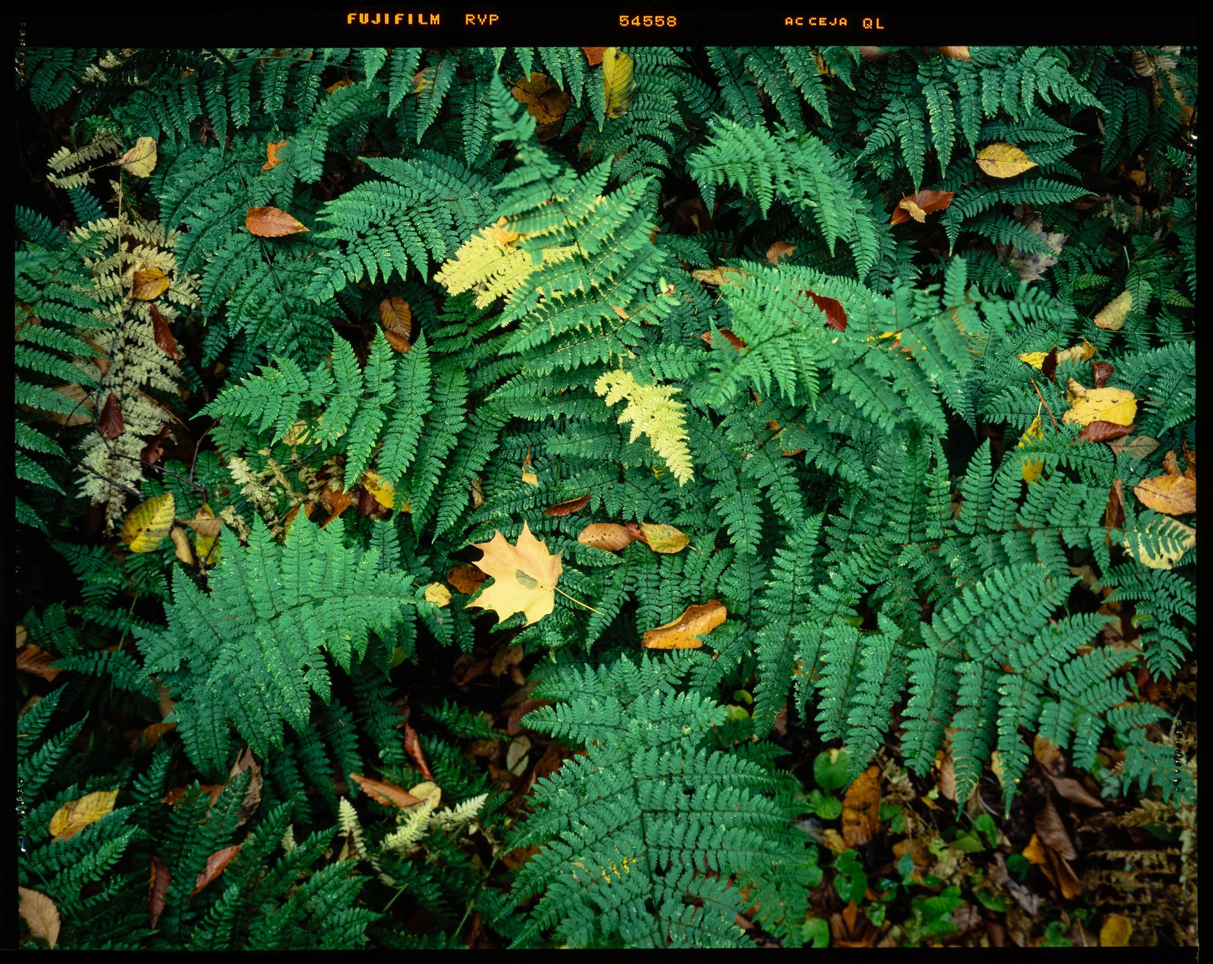 Close-up view of green fern leaves with some fallen brown and yellow leaves scattered on the forest floor.