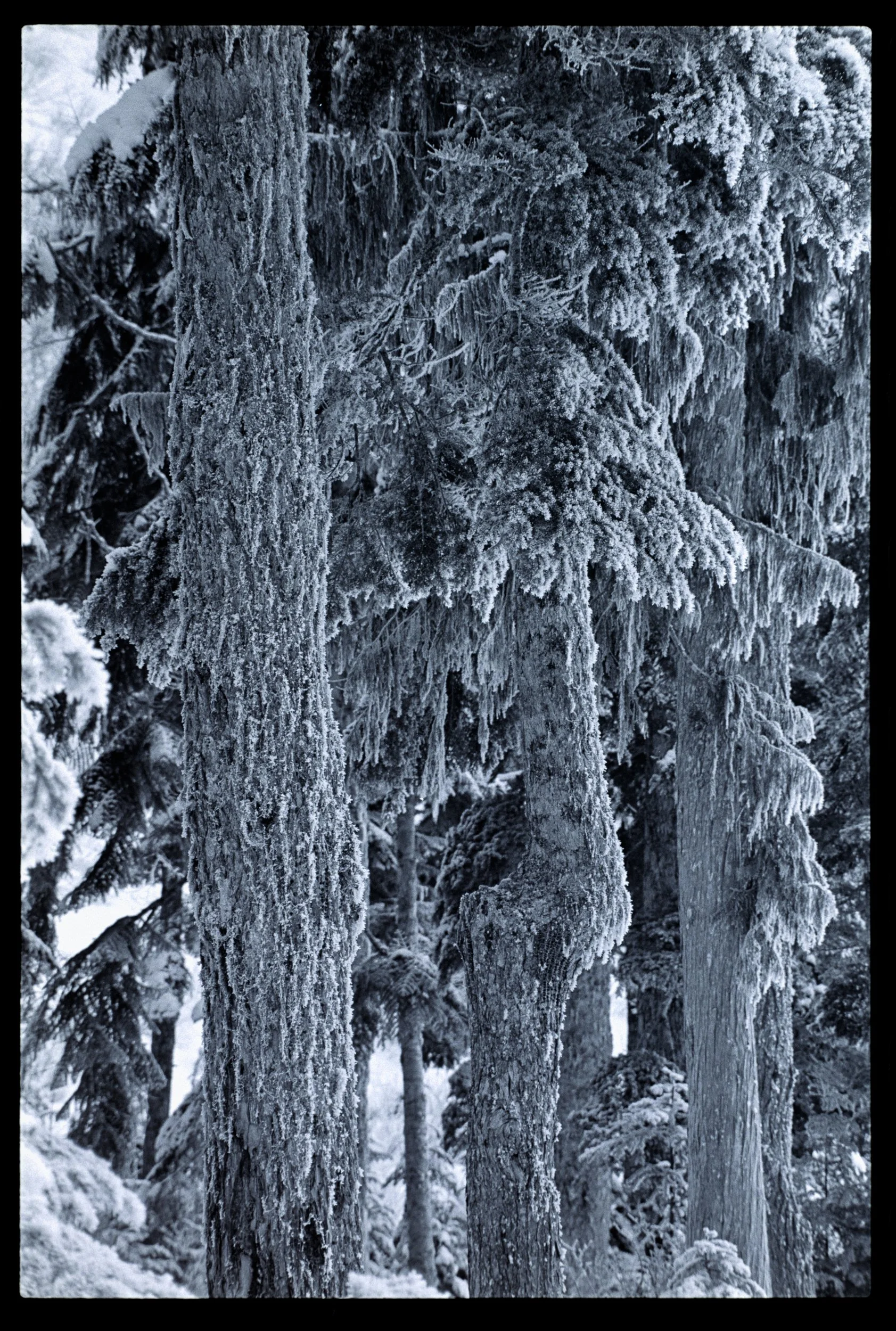 Heather Lake Frosted Alpine Fir