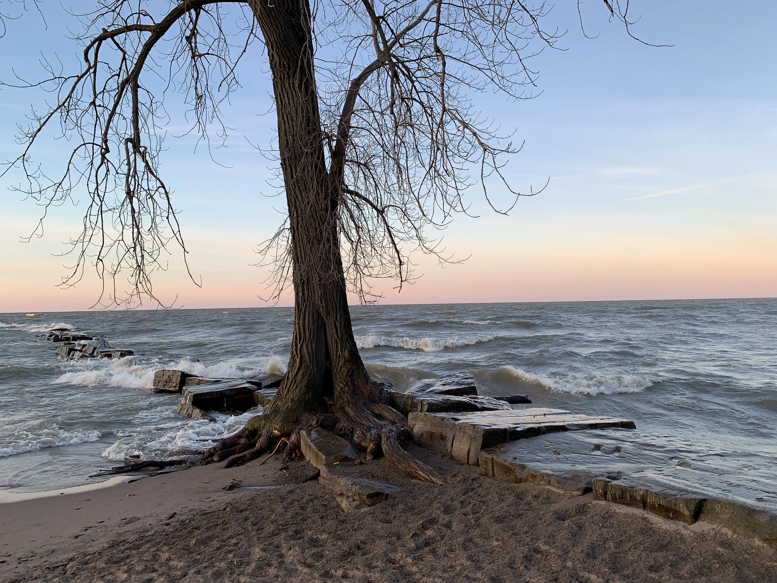 Cottonwood Tree Dusk