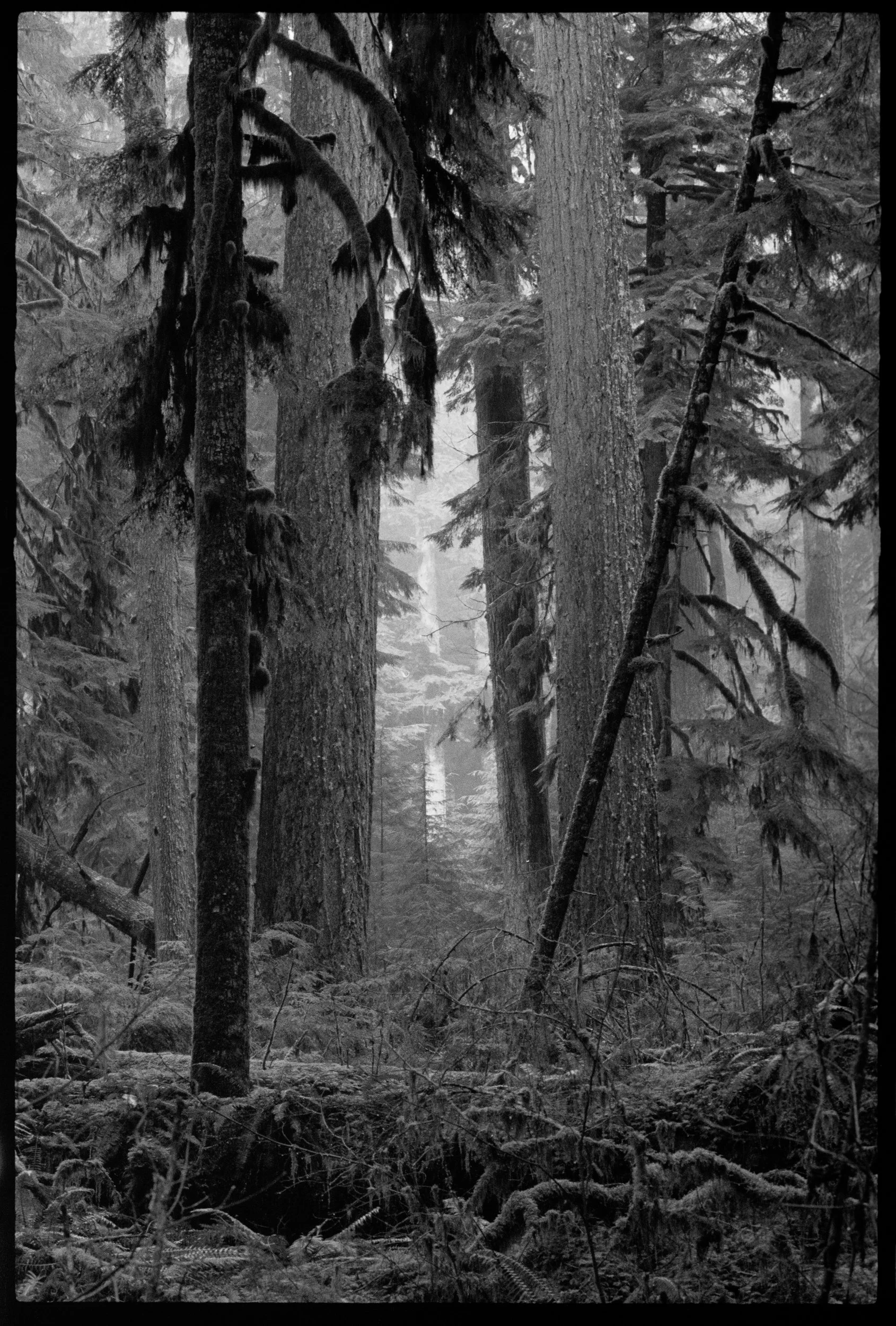 Carbon River Forest View