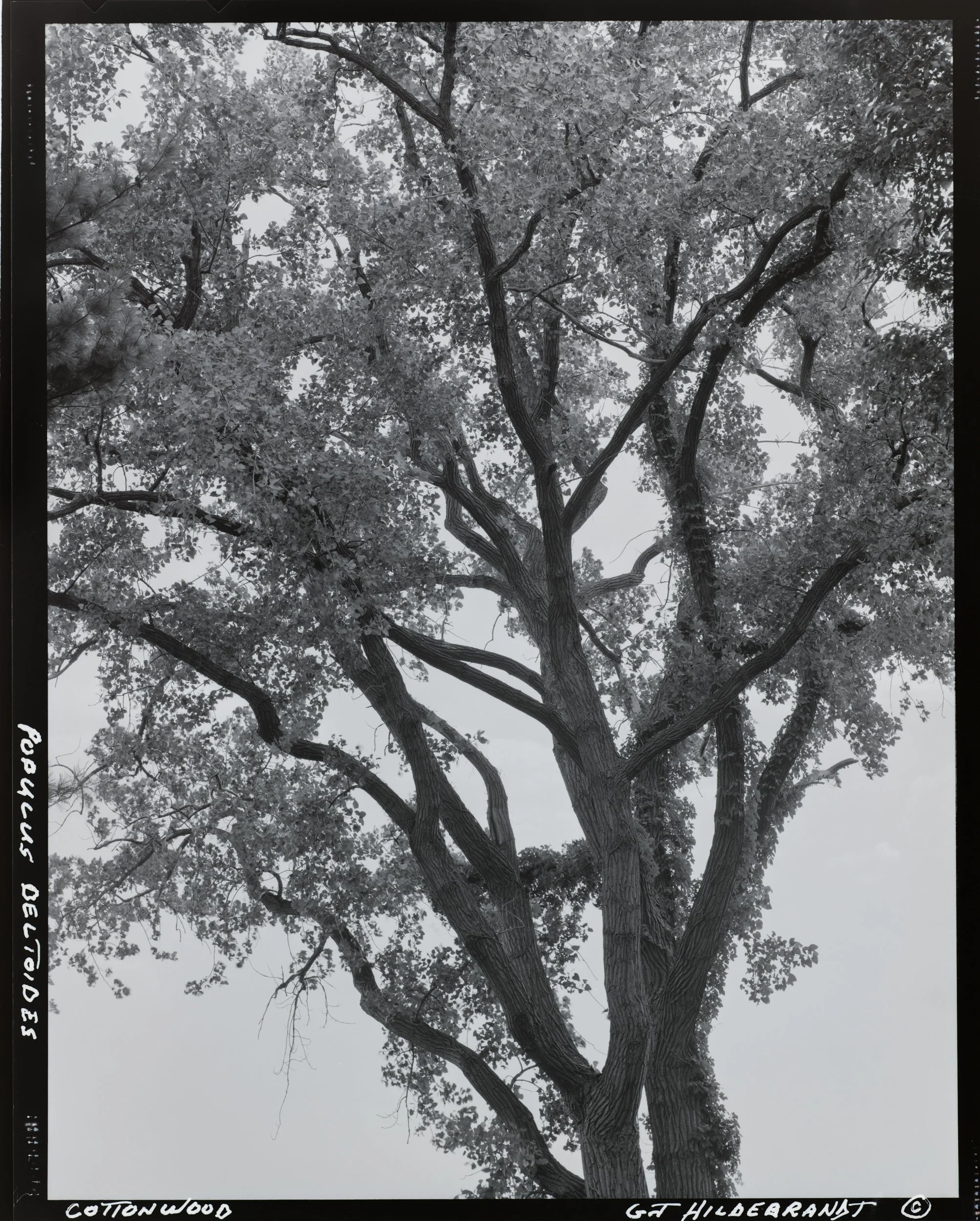 A black and white photograph of a Cottonwood tree viewed from below, with a thick trunk and numerous branches and dense foliage.