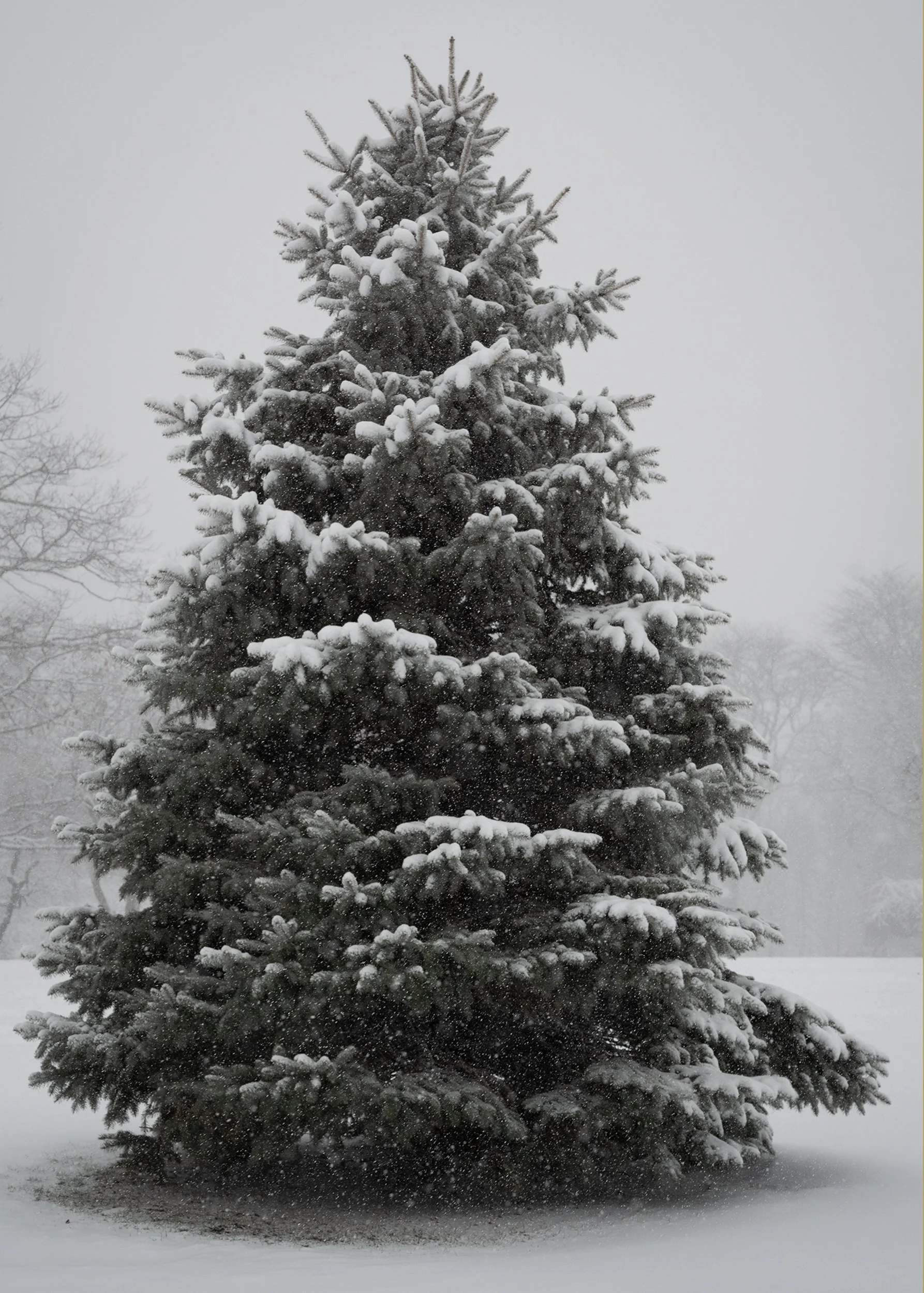 Snow Covered Spruce.25