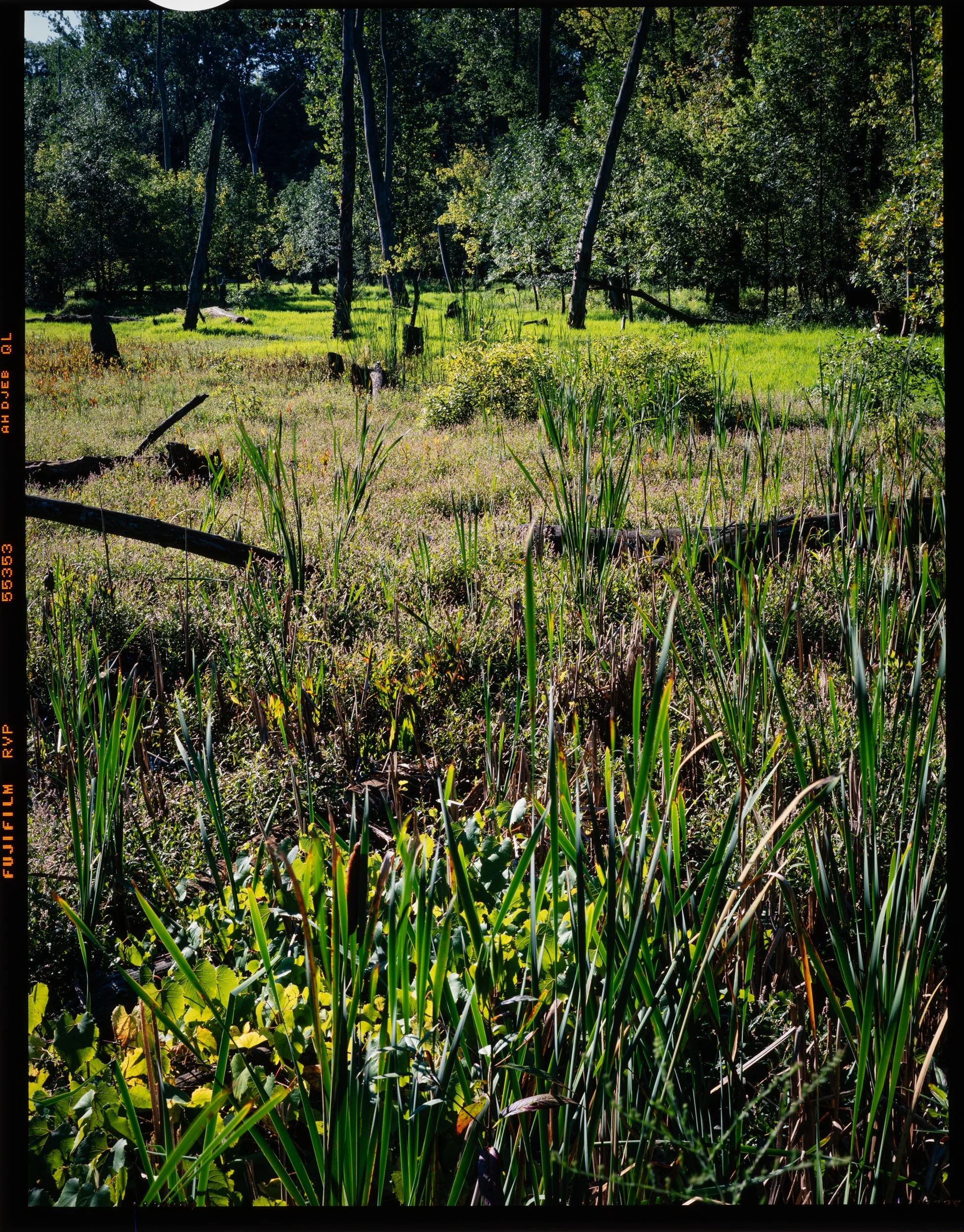 Marsh Summer 1995 - Rocky River Metropark