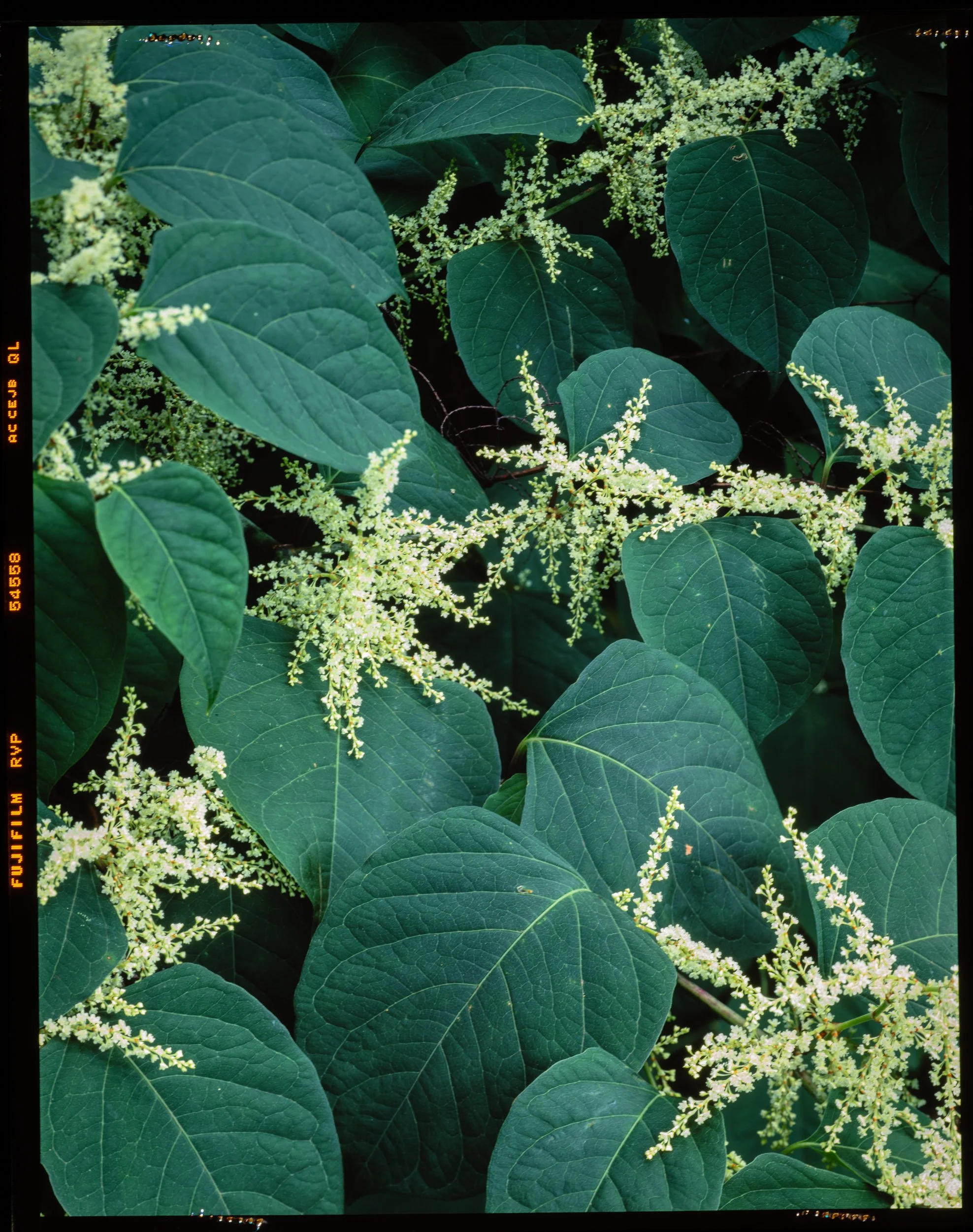 Japanese Knotweed. RVP.jpg